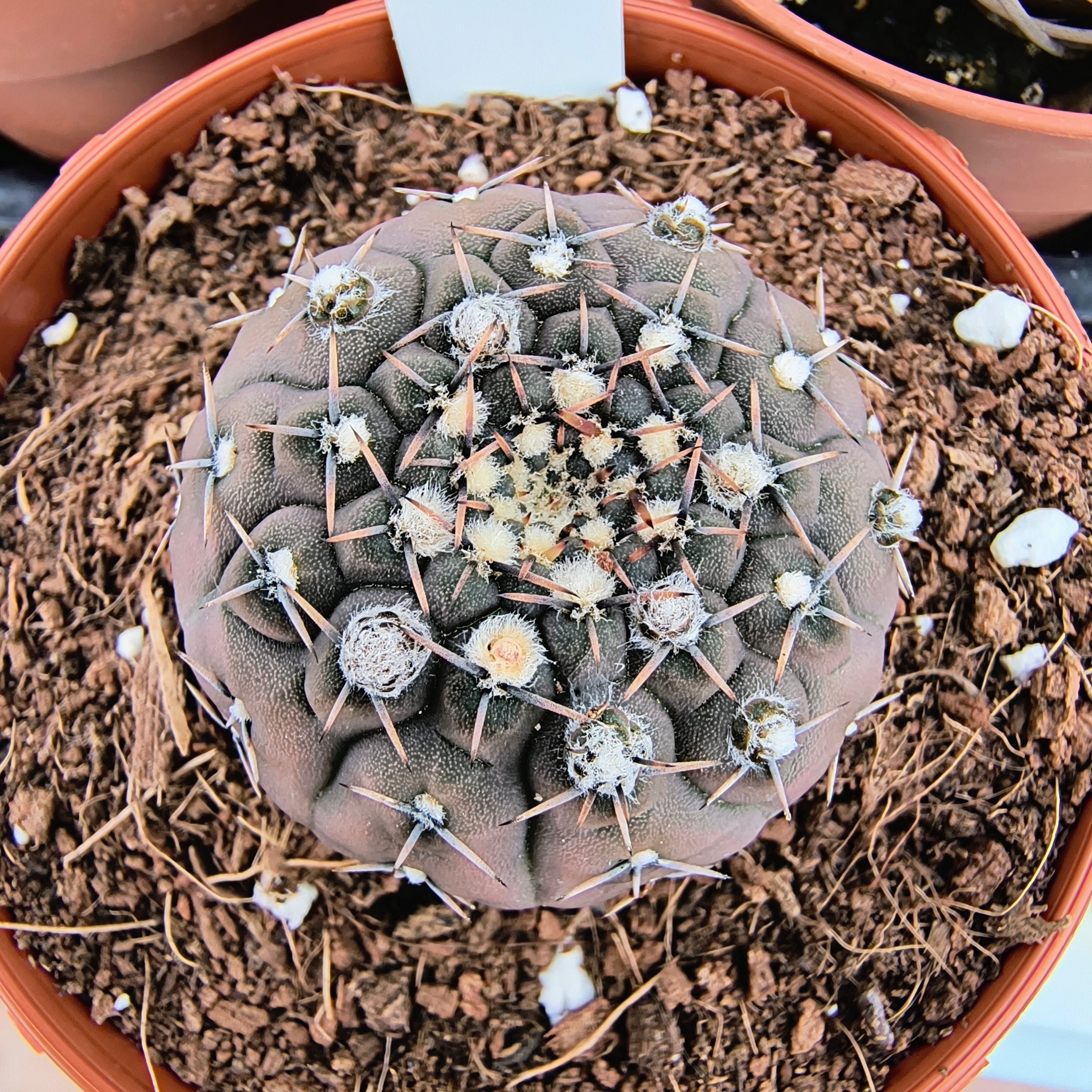 Gymnocalycium stellatum