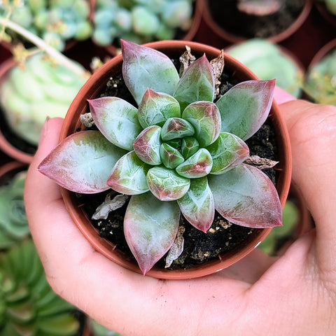 Pachyphytum