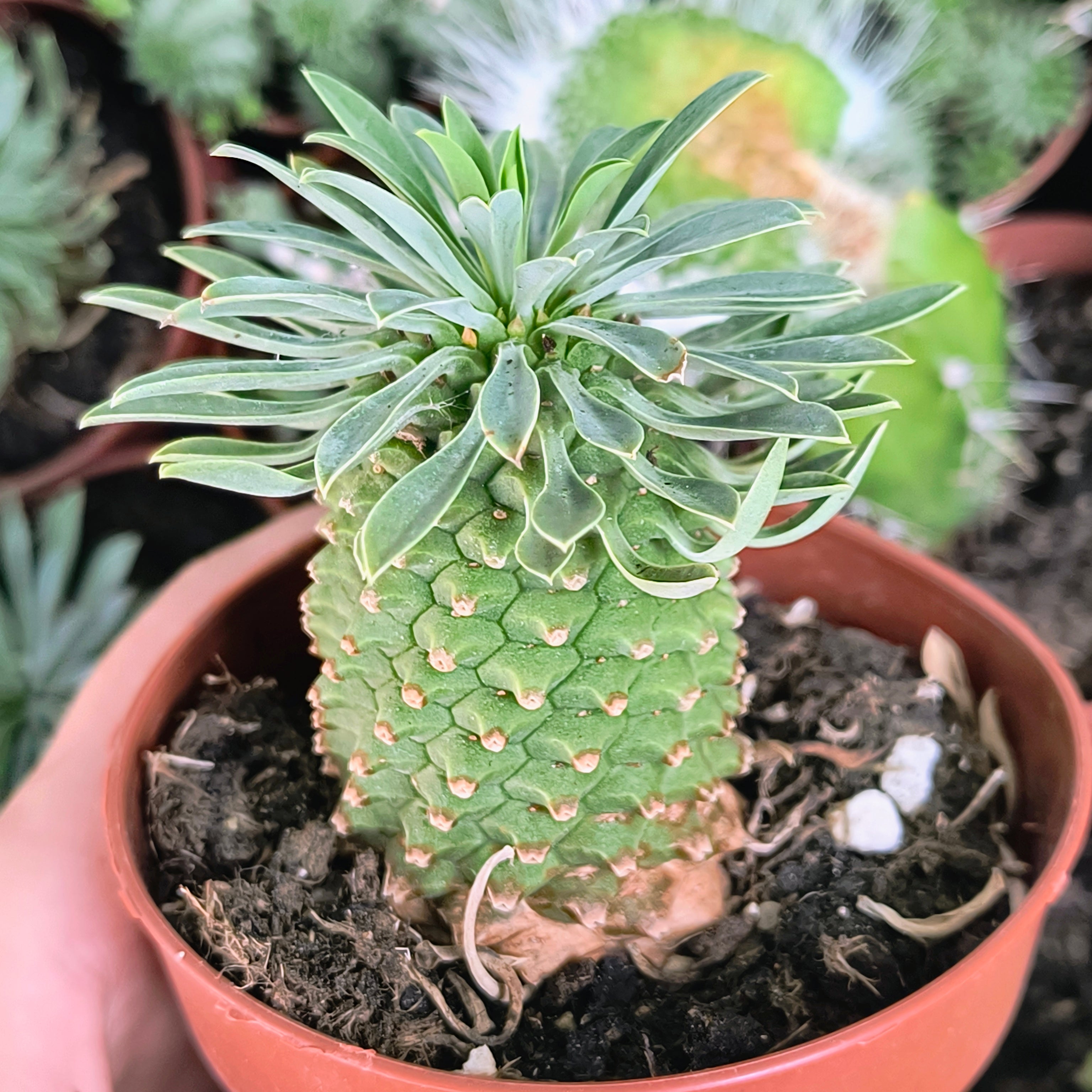 Euphorbia cv. "Sotetsu kirin"