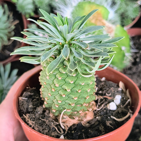 Euphorbia