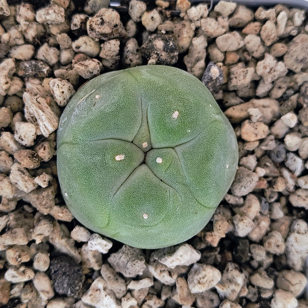 Lophophora diffusa cv. "Koike"