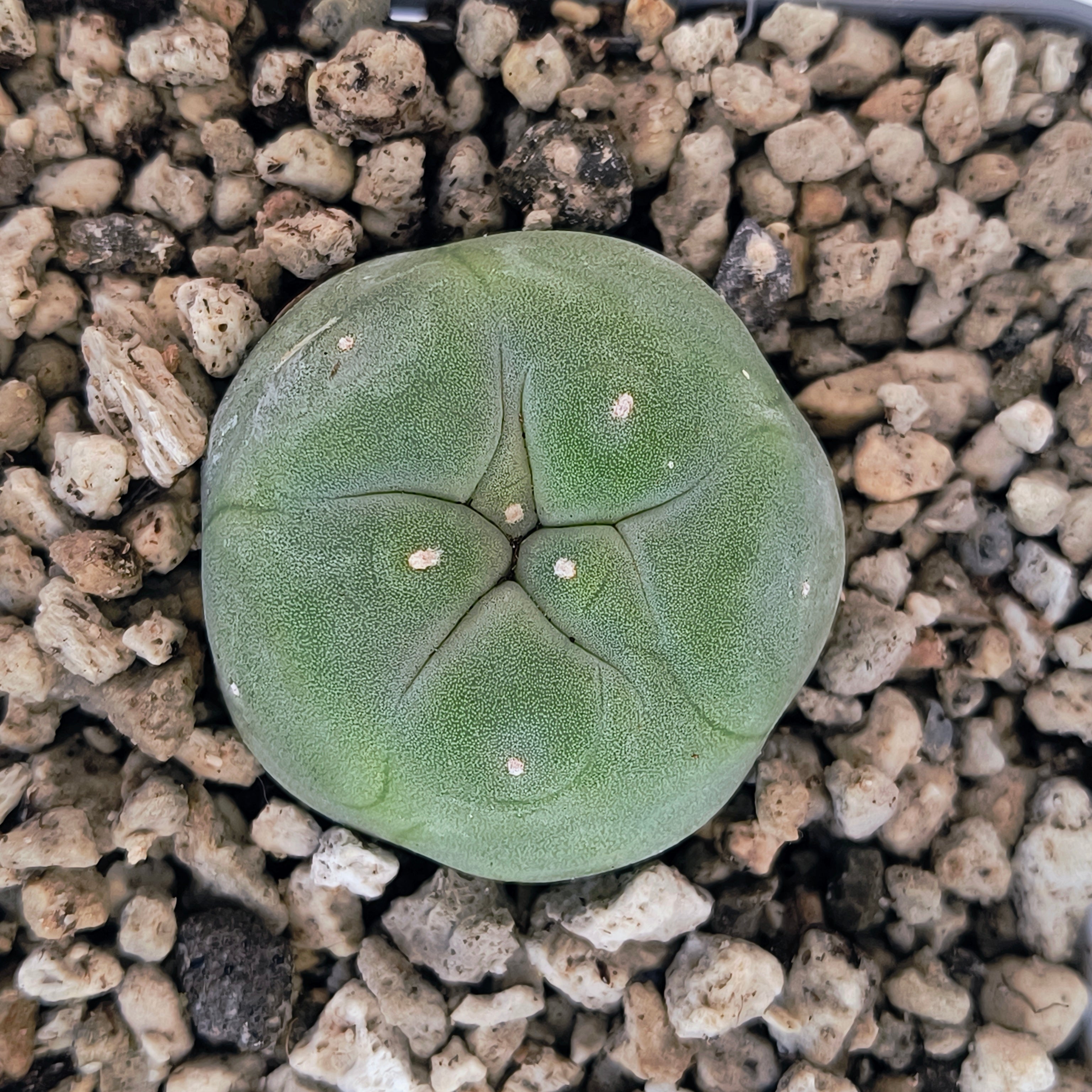 Lophophora diffusa cv. "Koike"