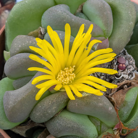 Glottiphyllum