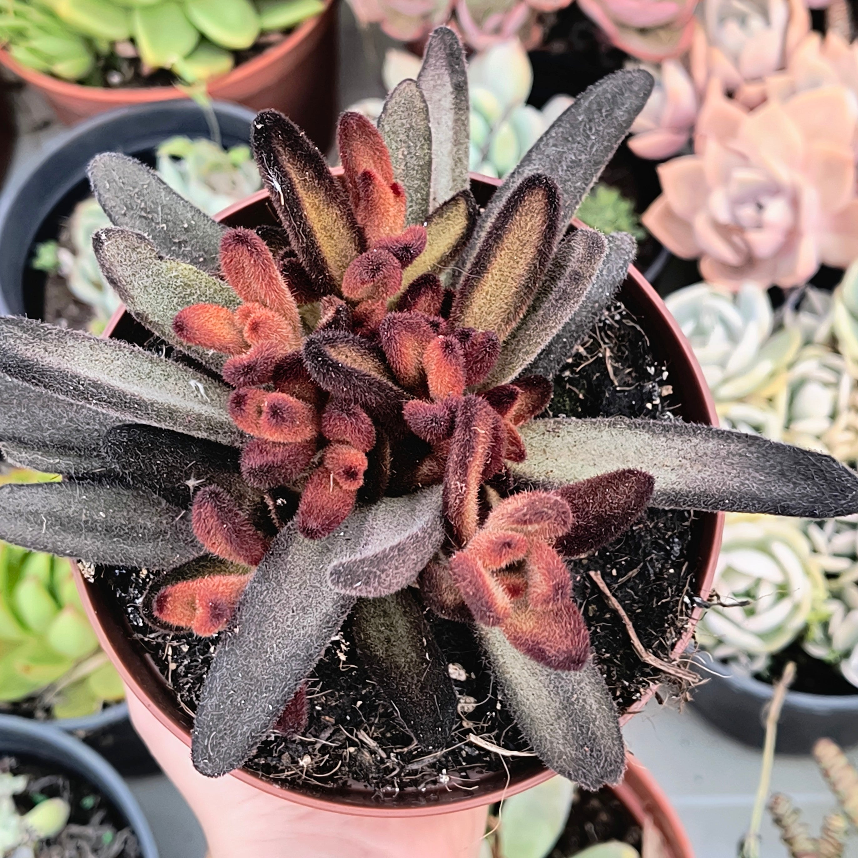 Kalanchoe tomentosa cv. "Chocolate"