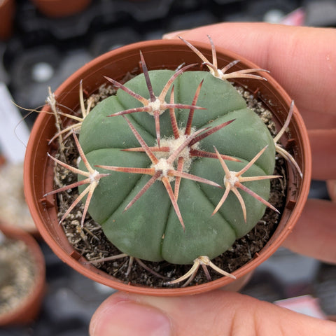 Echinocactus