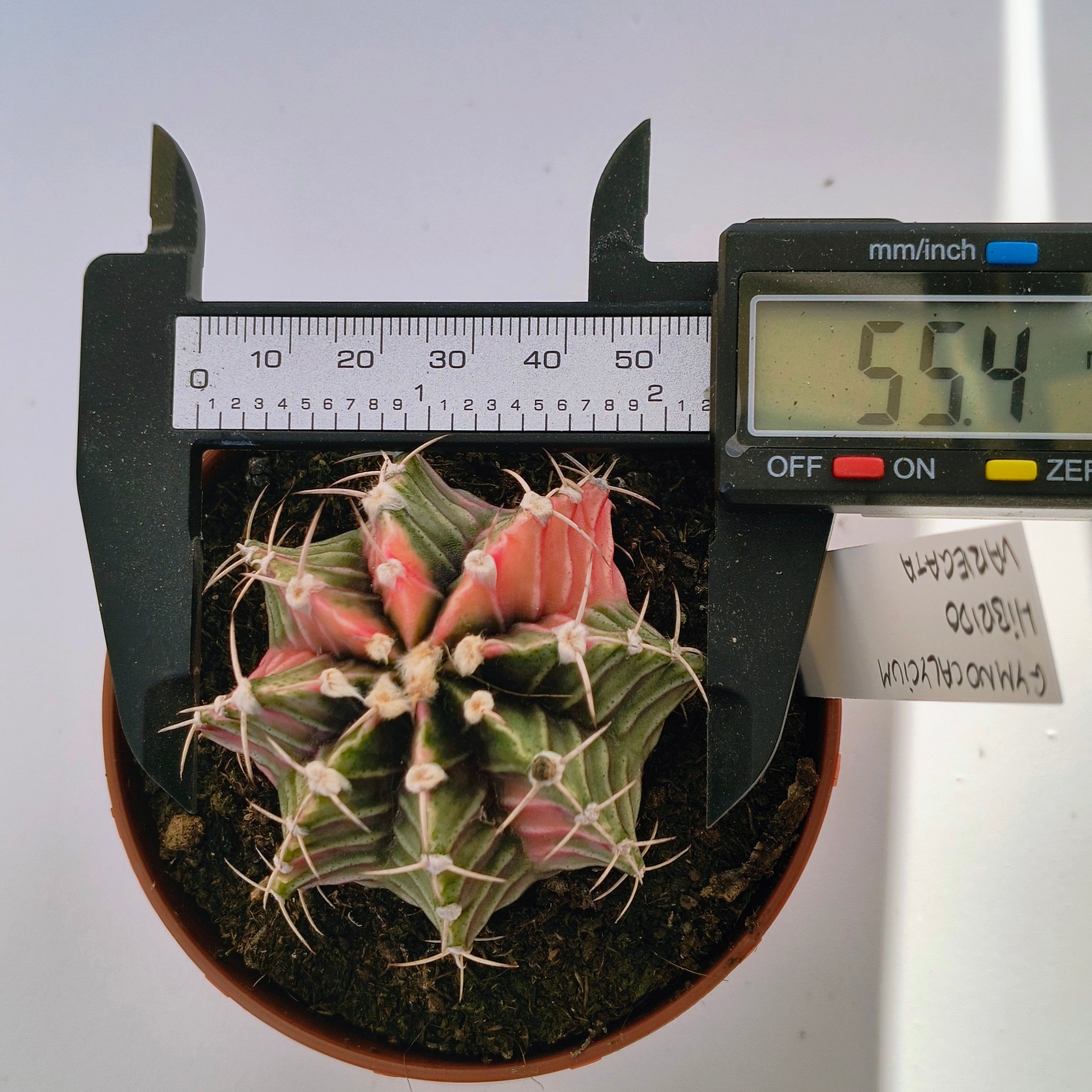 Gymnocalycium híbrido variegata