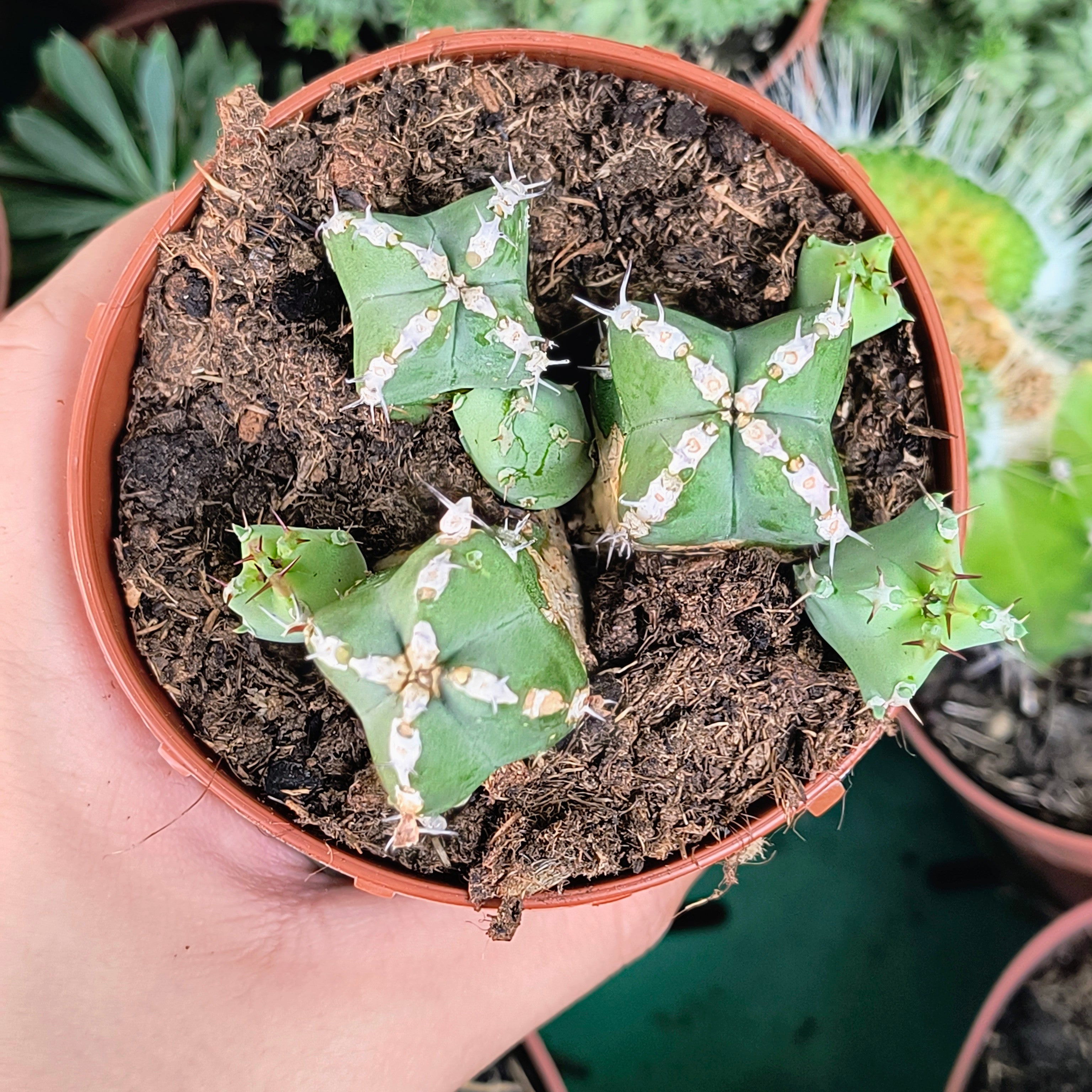 Euphorbia makayensis