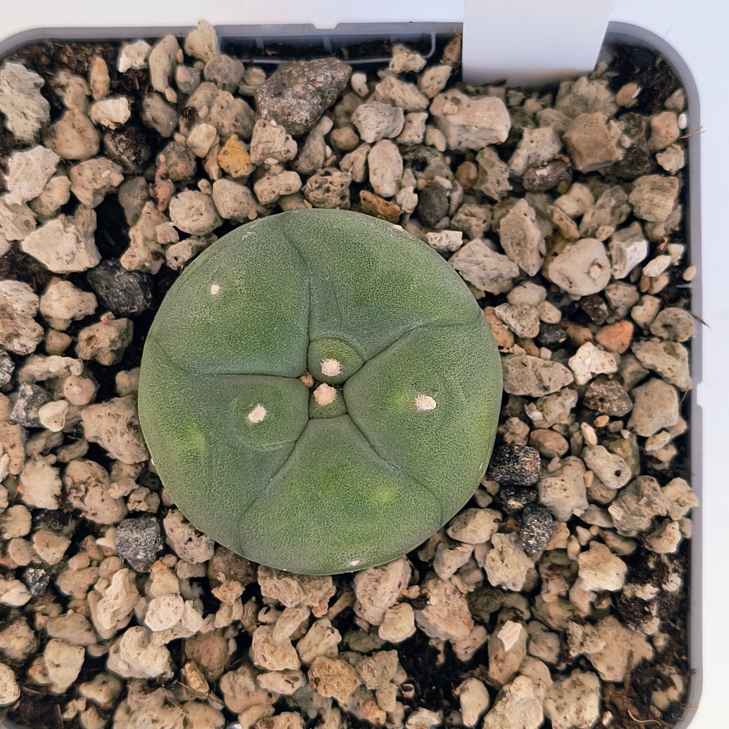 Lophophora diffusa cv. "Koike"
