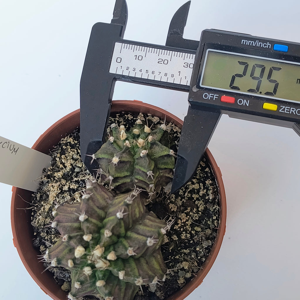 Gymnocalycium T-Lux