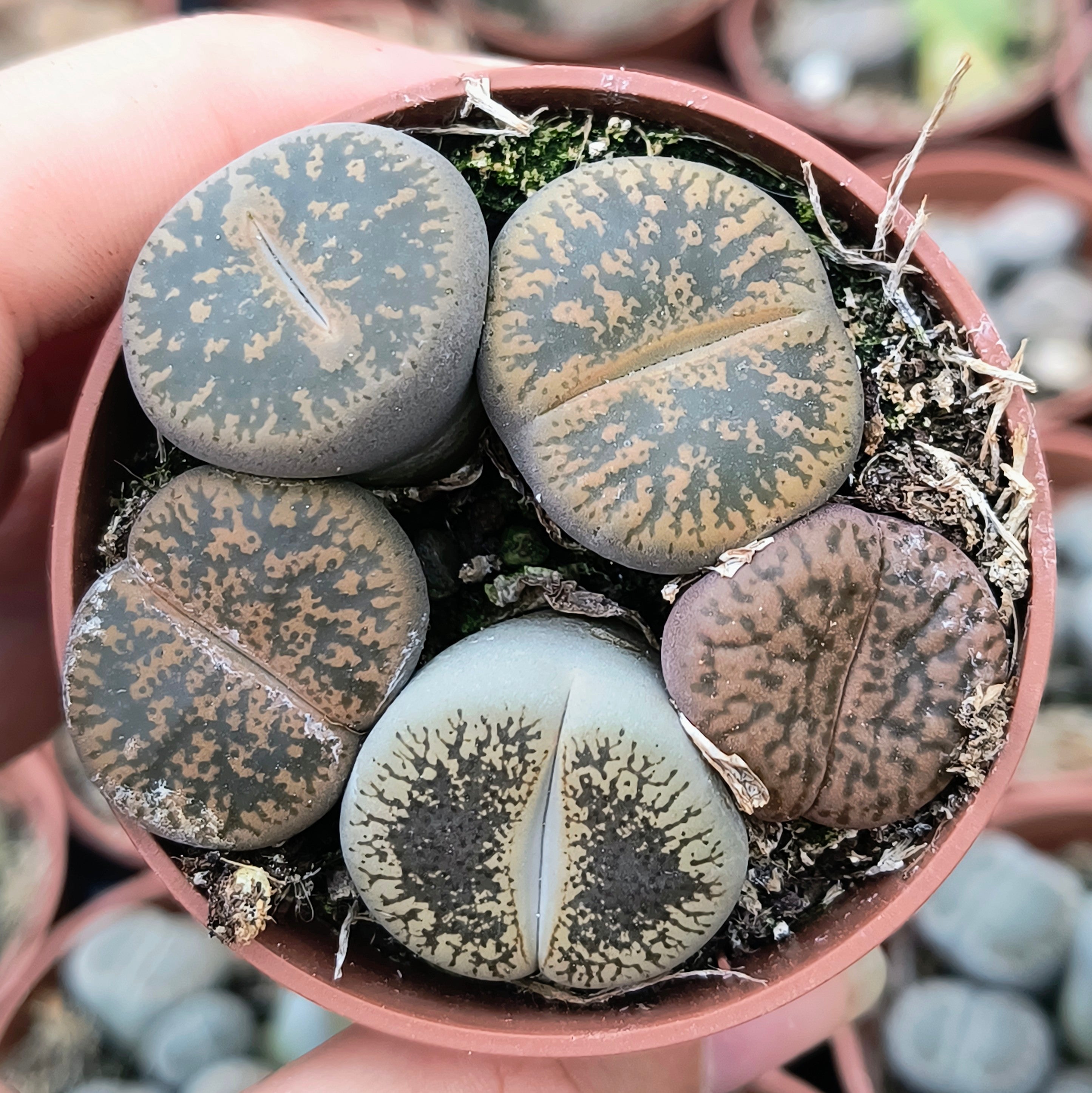 Lithops mix