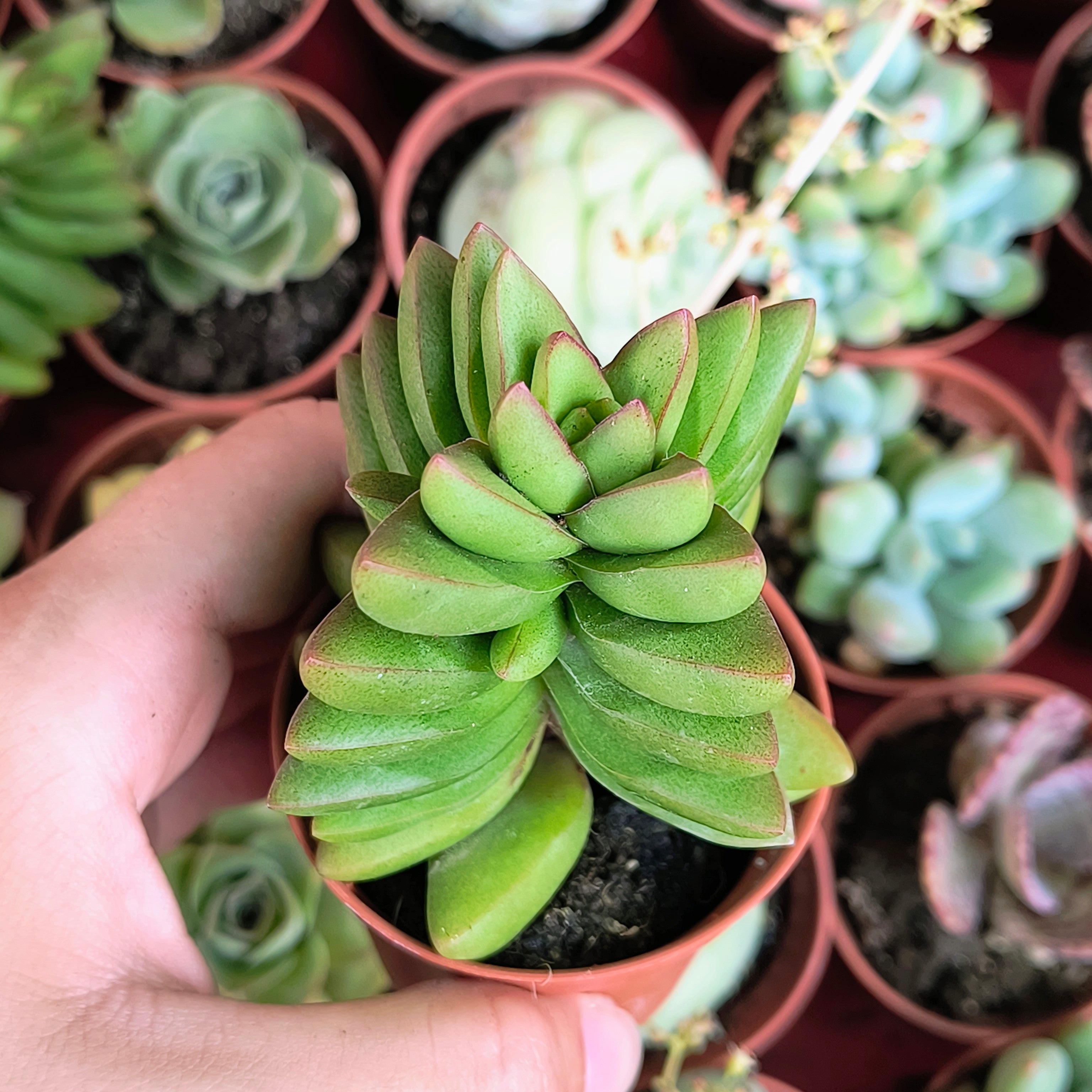 Crassula cv. "Ben"