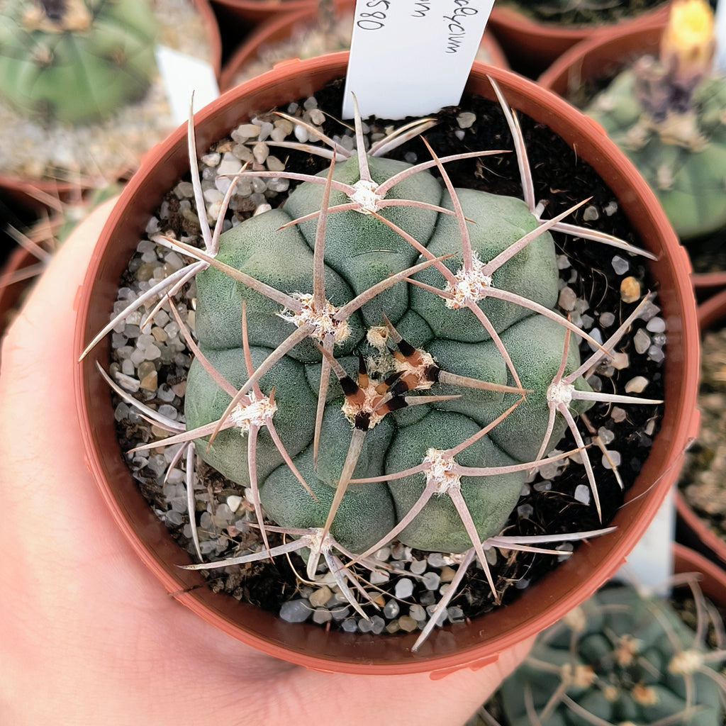 Gymnocalycium tillianum STO 1580