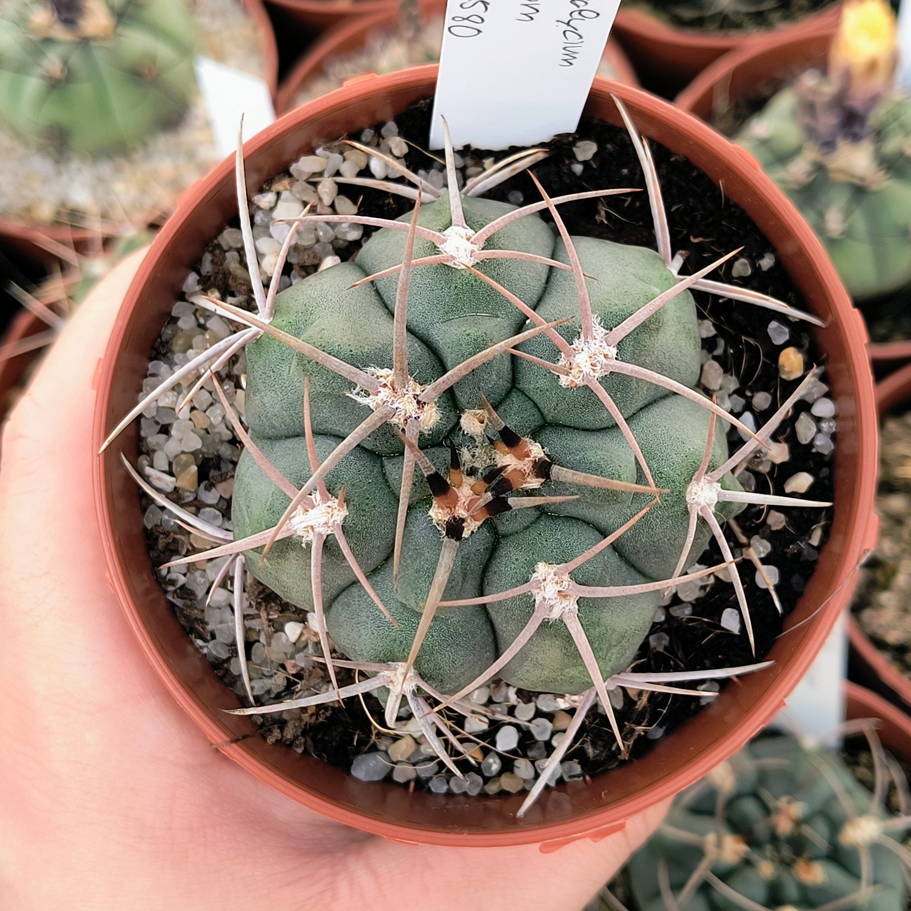 Gymnocalycium tillianum STO 1580