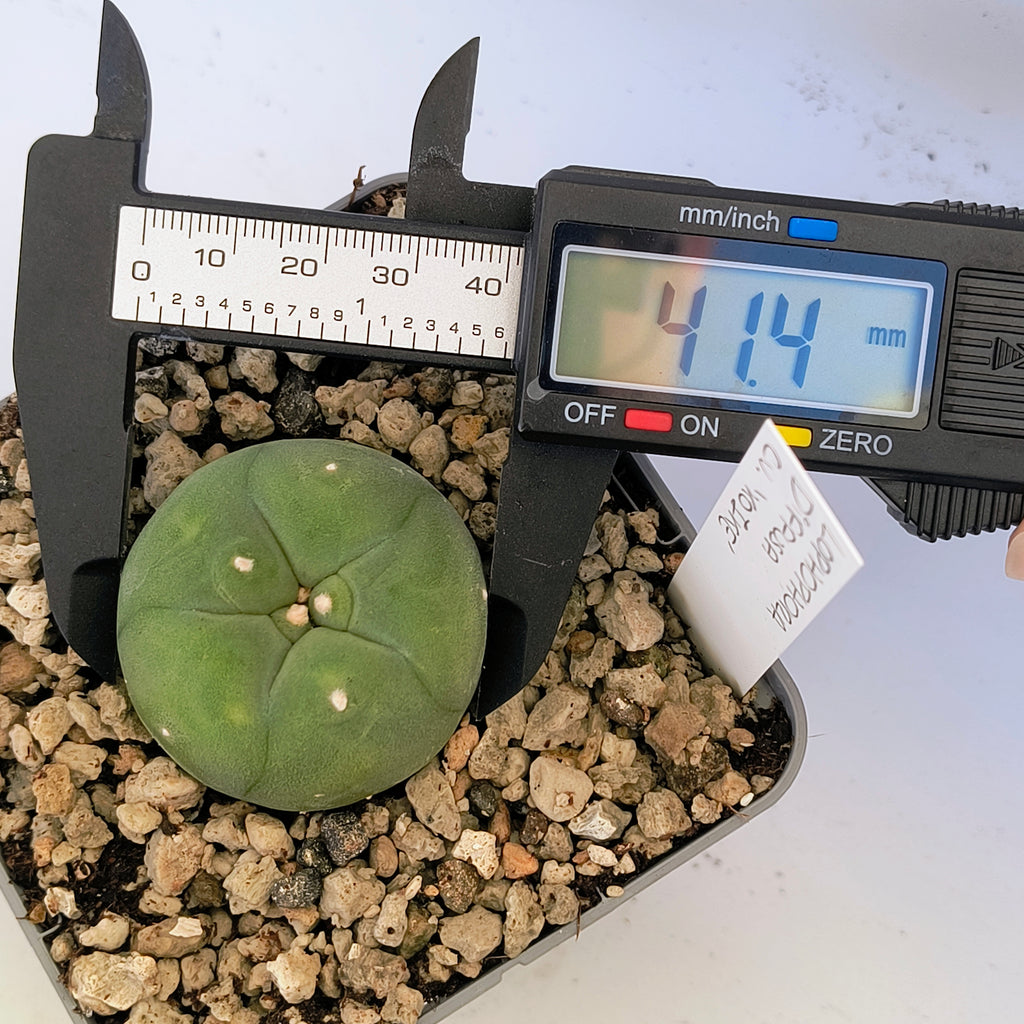 Lophophora diffusa cv. "Koike"