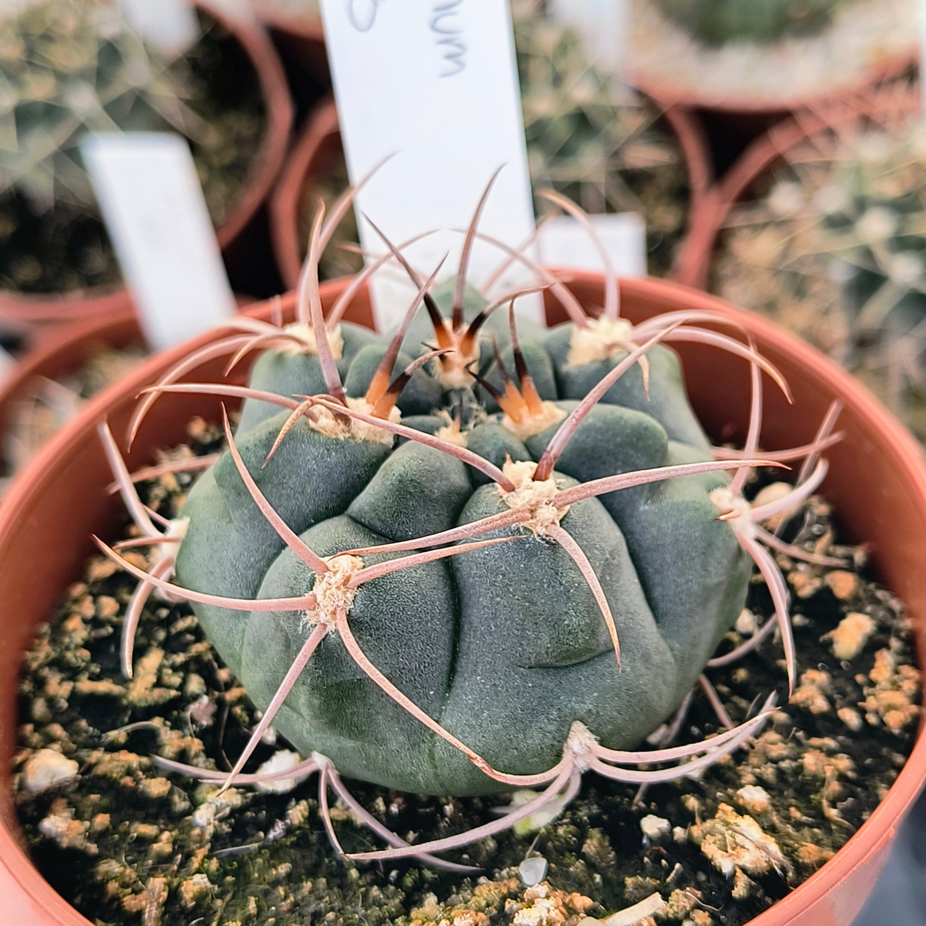 Gymnocalycium tillianum STO 1580