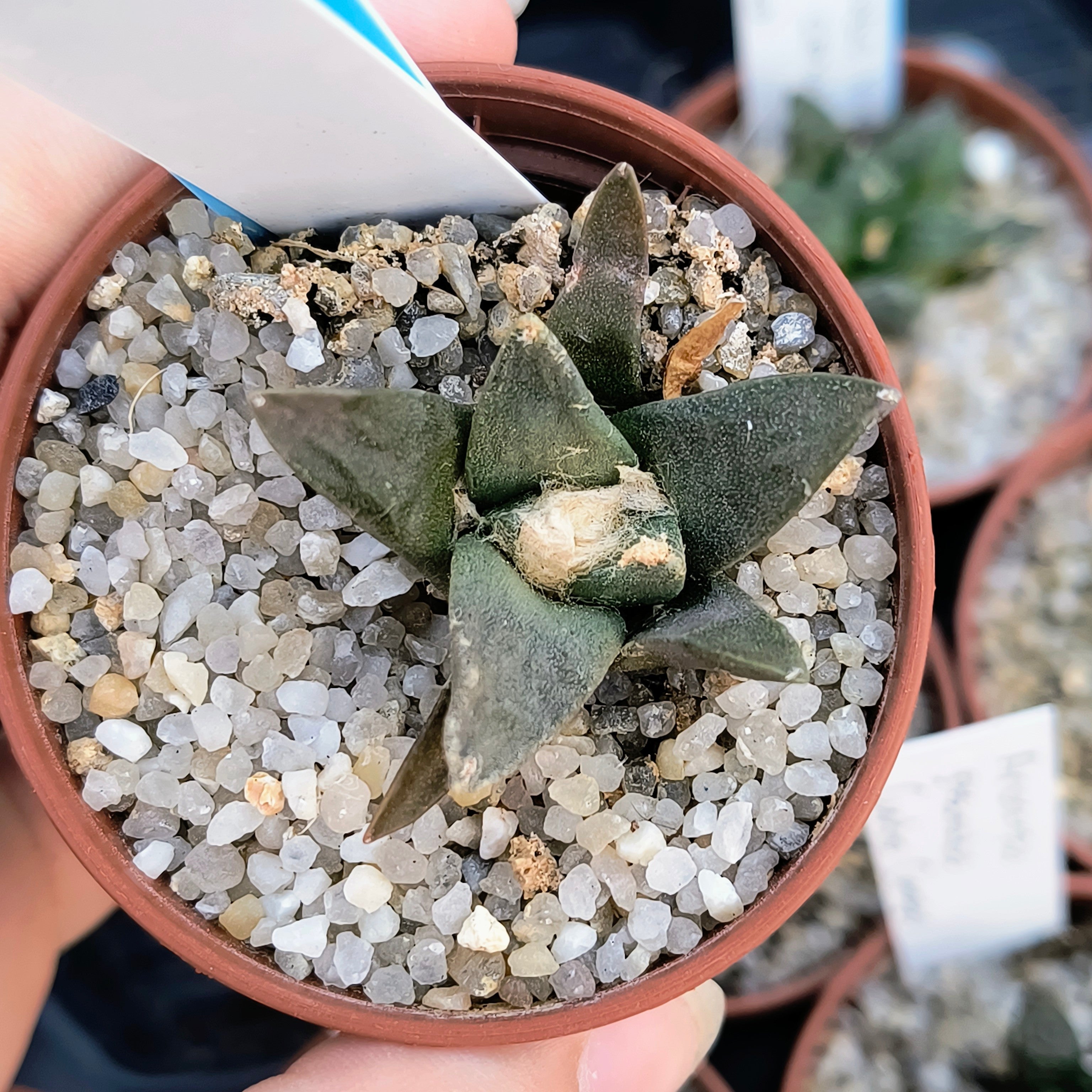 Ariocarpus retusus