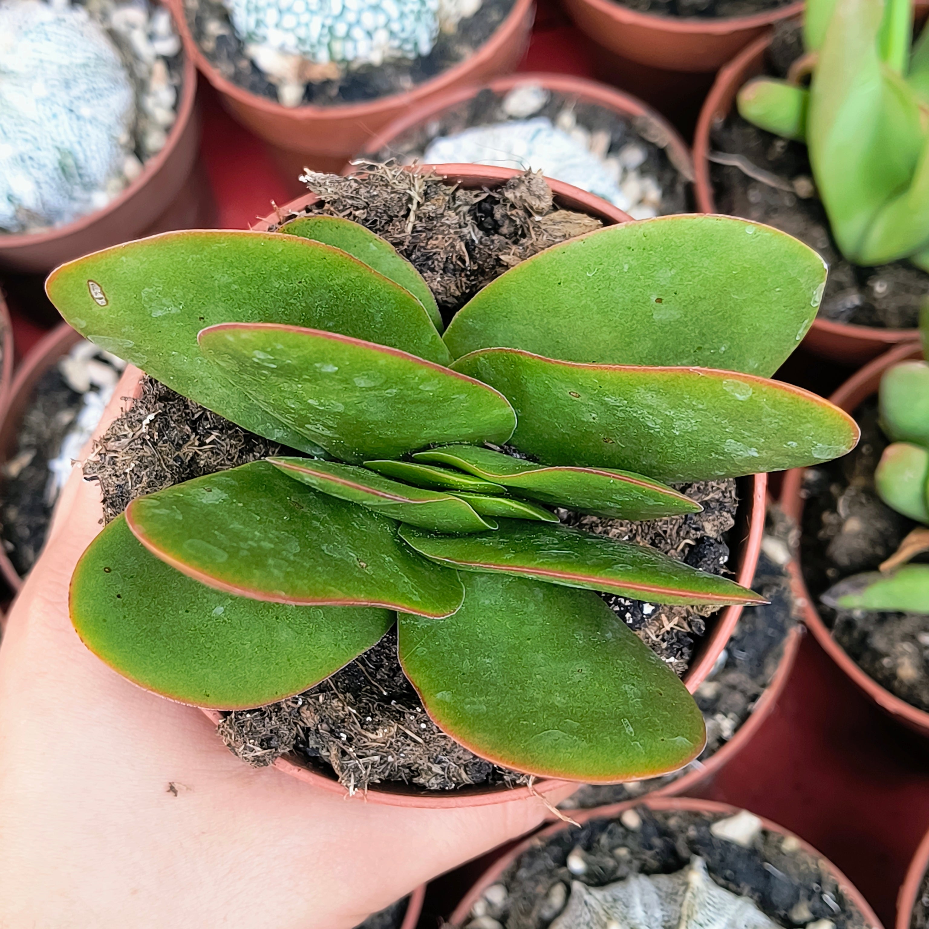 Crassula borracha
