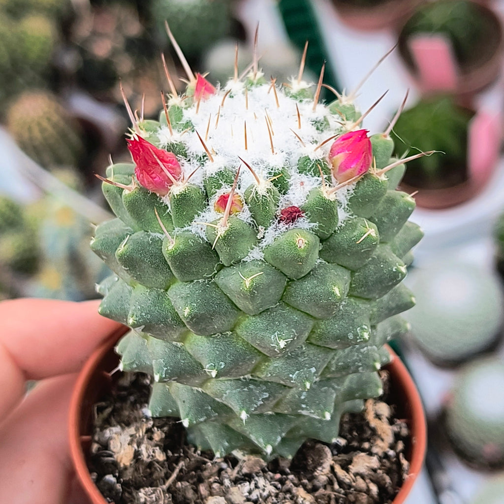 Mammillaria polythele f. inermis