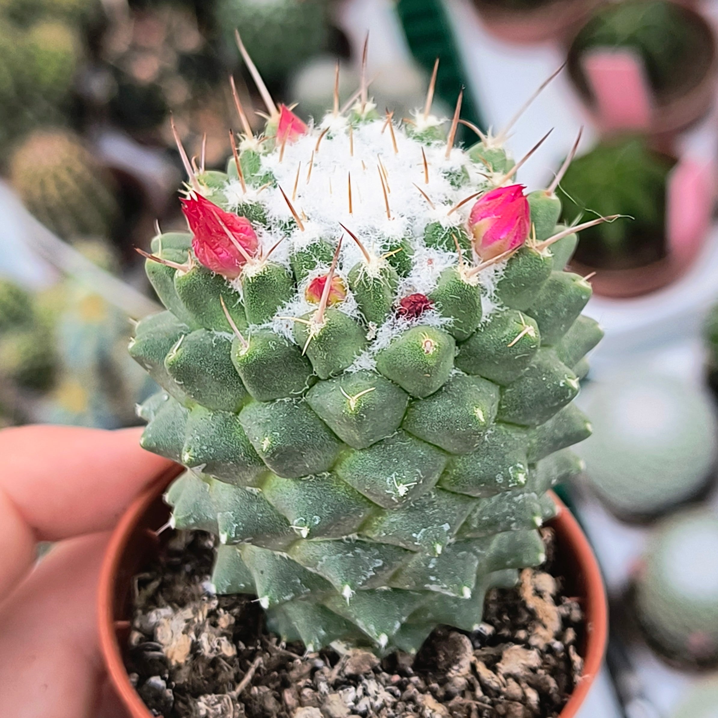 Mammillaria polythele f. inermis