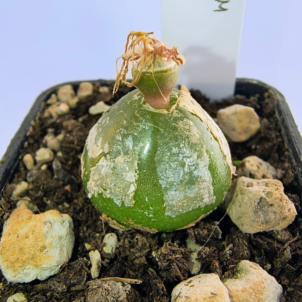 Conophytum burgeri