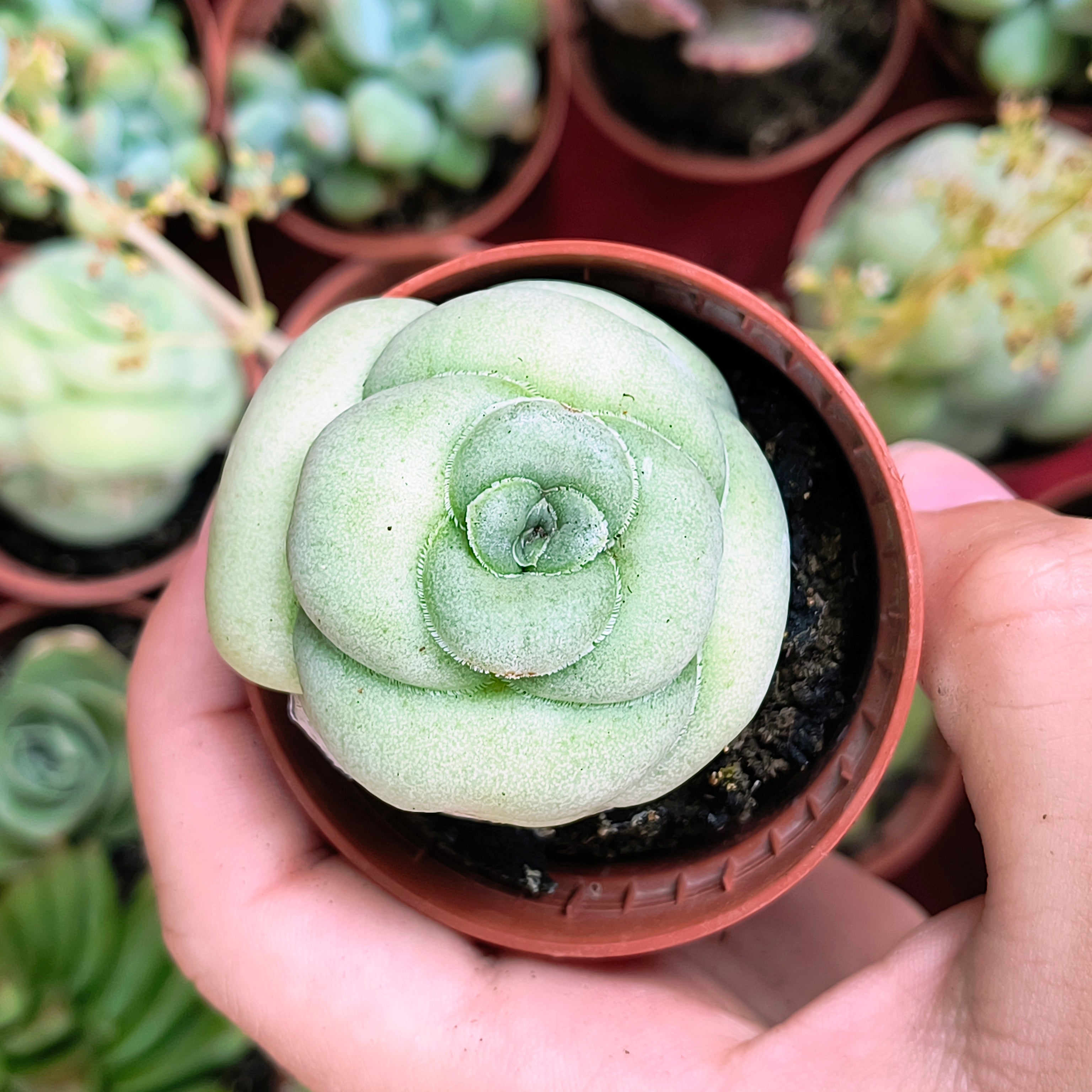 Crassula hemisphaerica