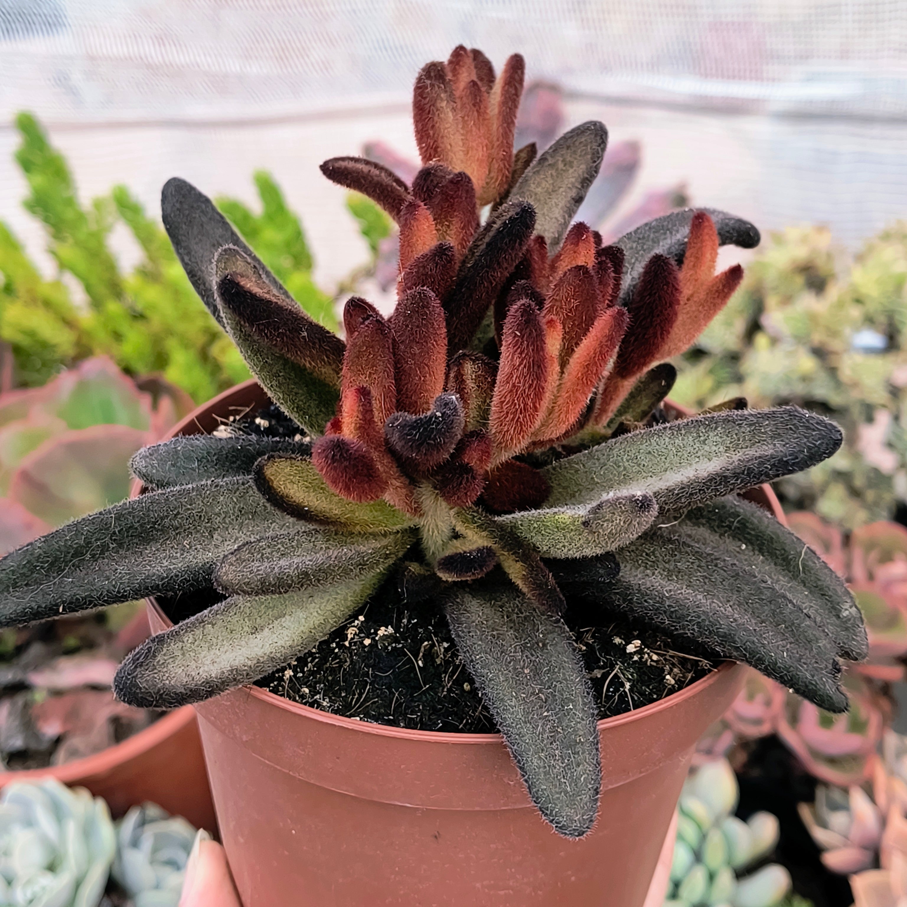 Kalanchoe tomentosa cv. "Chocolate"