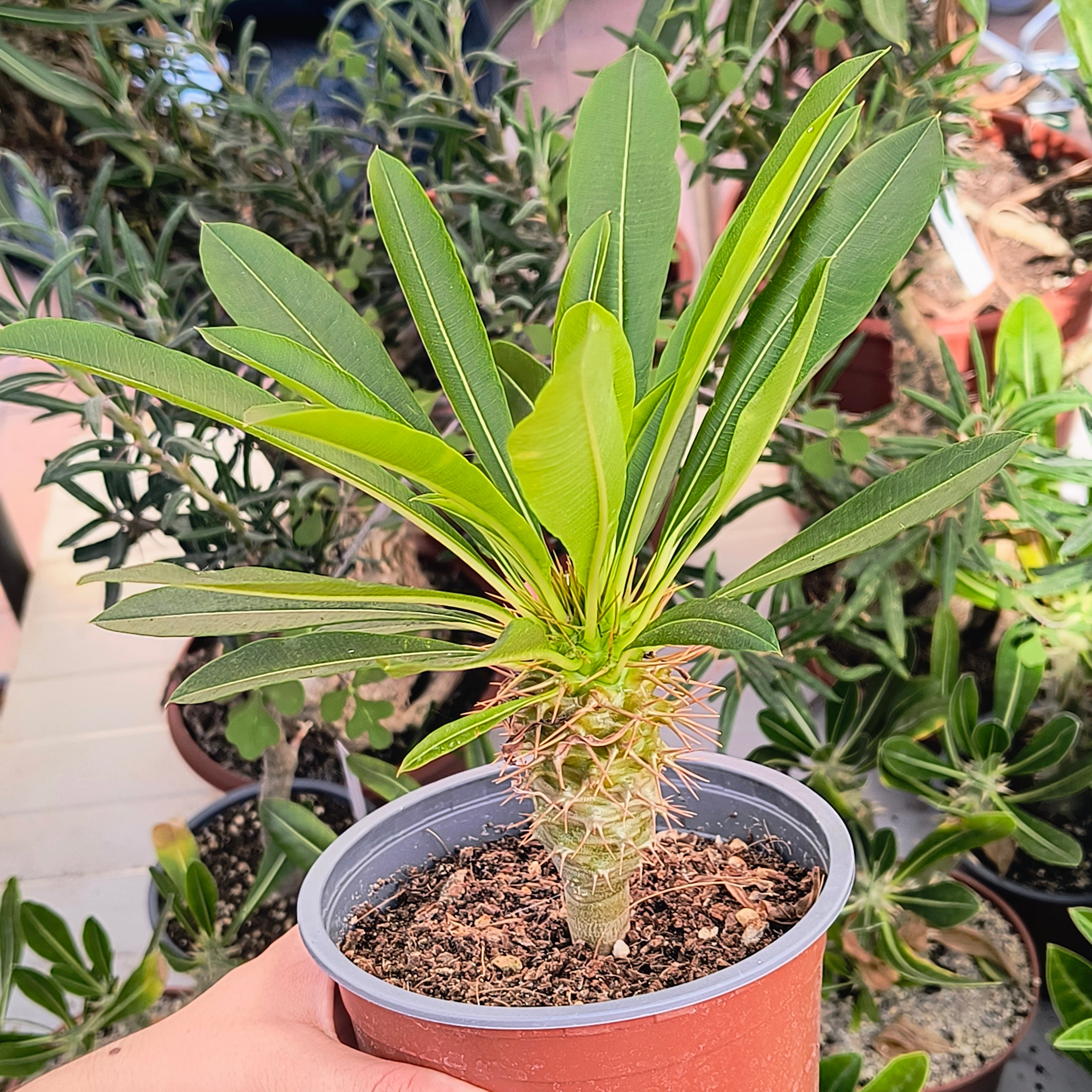 Pachypodium menabeum