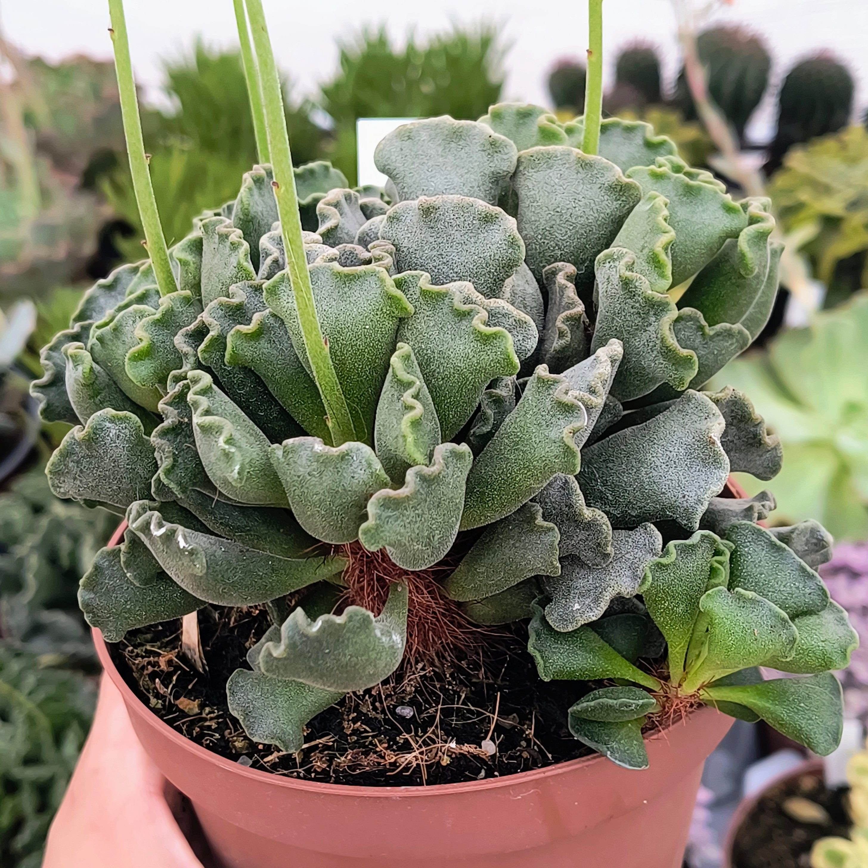 Adromischus cristatus