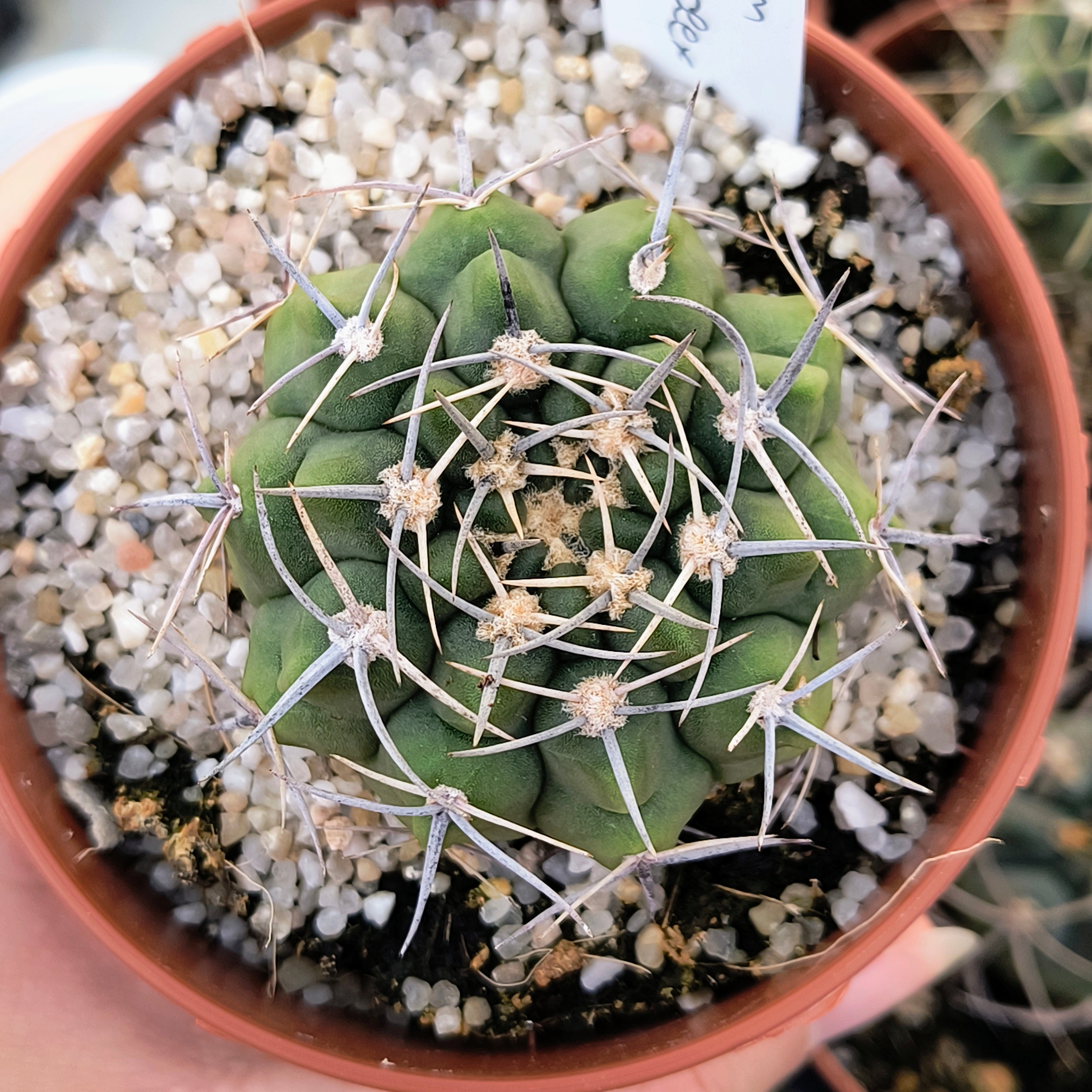Gymnocalycium bicolor v. simplex STO 282, 5km al Oeste de Caminiaga, Córdoba