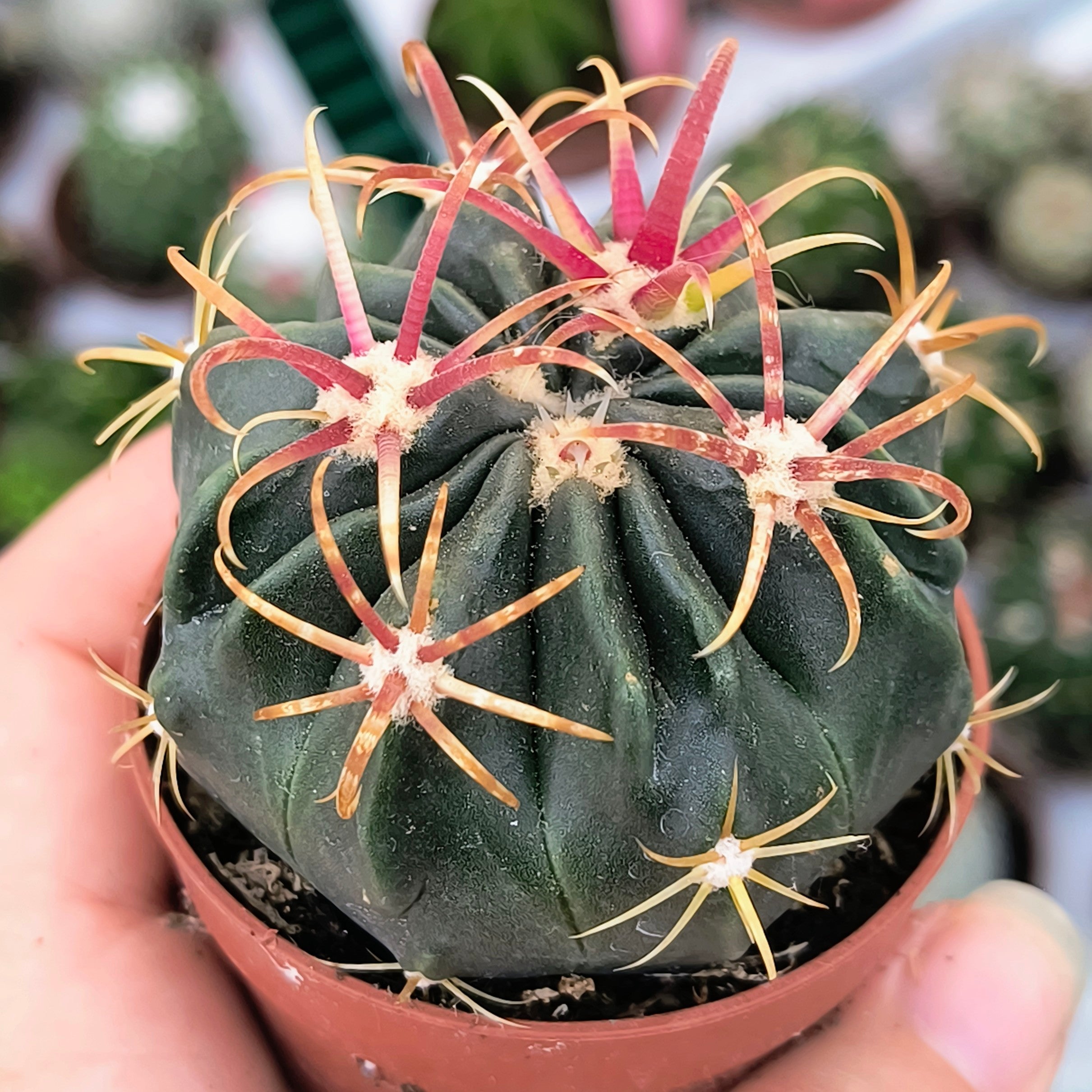 Ferocactus macrodiscus