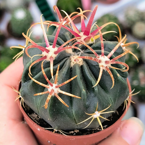 Ferocactus