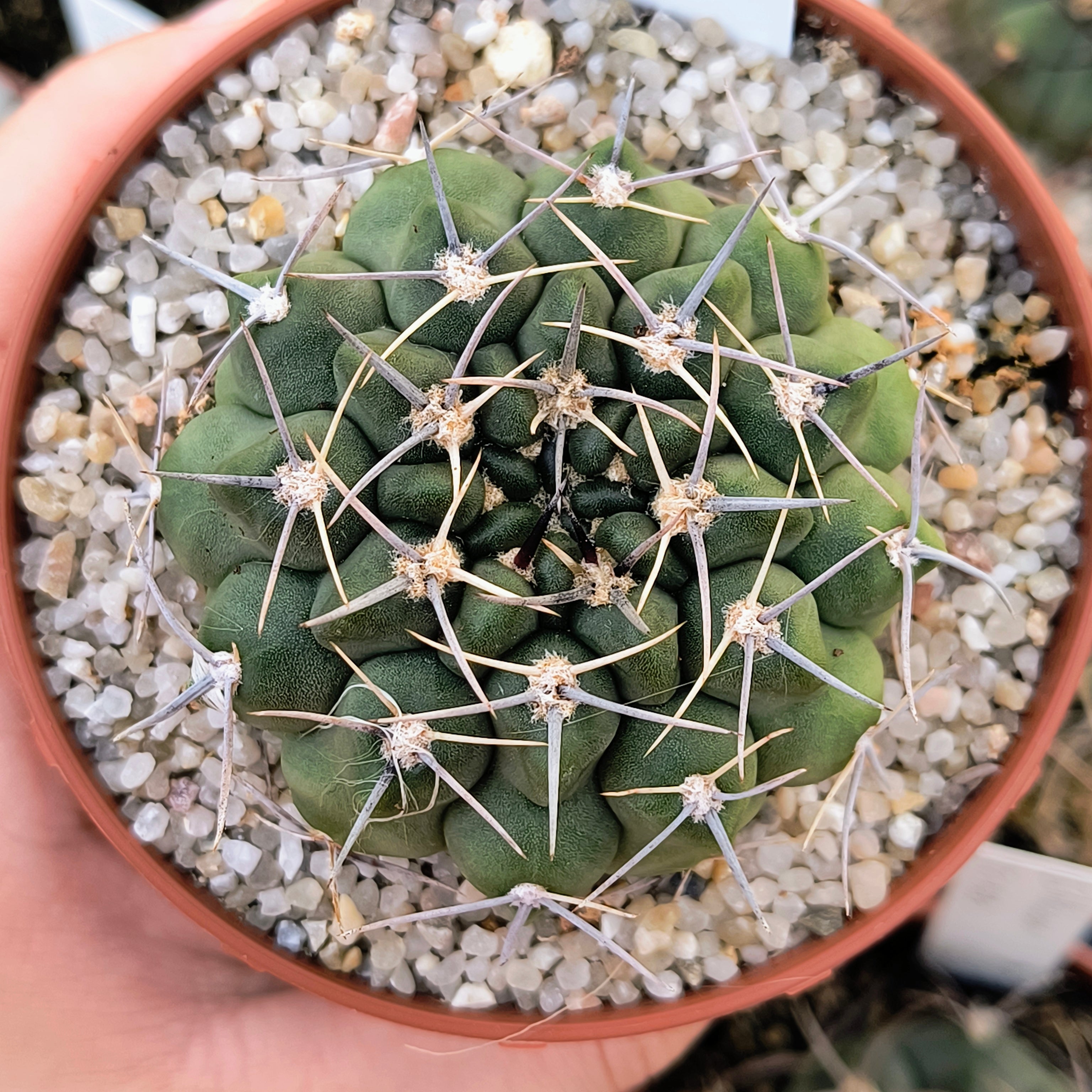 Gymnocalycium bicolor v. simplex STO 282, 5km al Oeste de Caminiaga, Córdoba