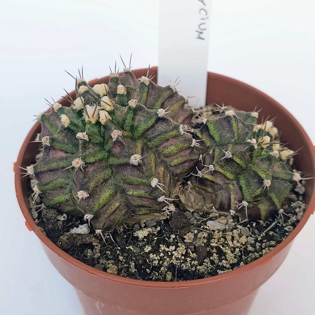 Gymnocalycium T-Lux