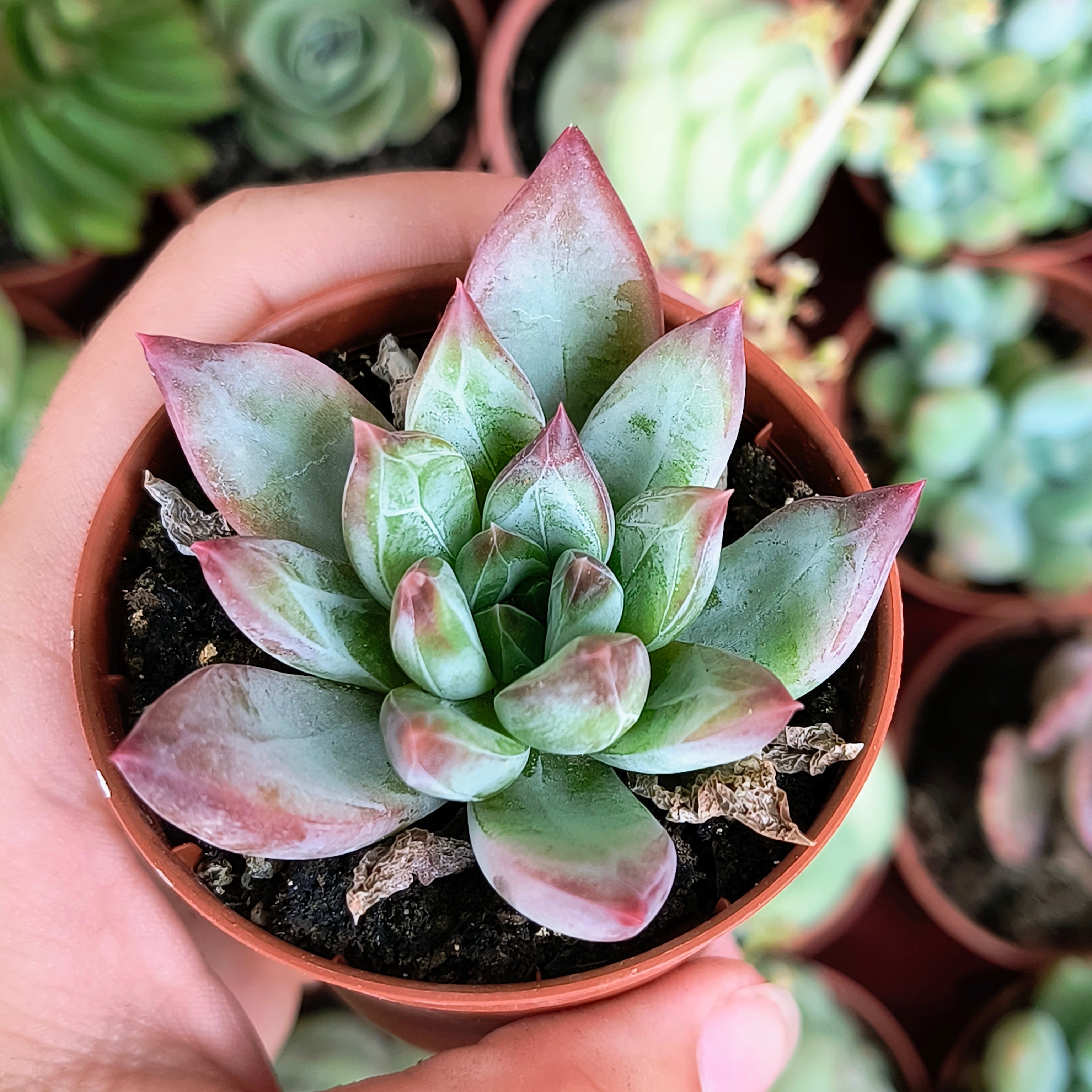 Pachyphytum komanche