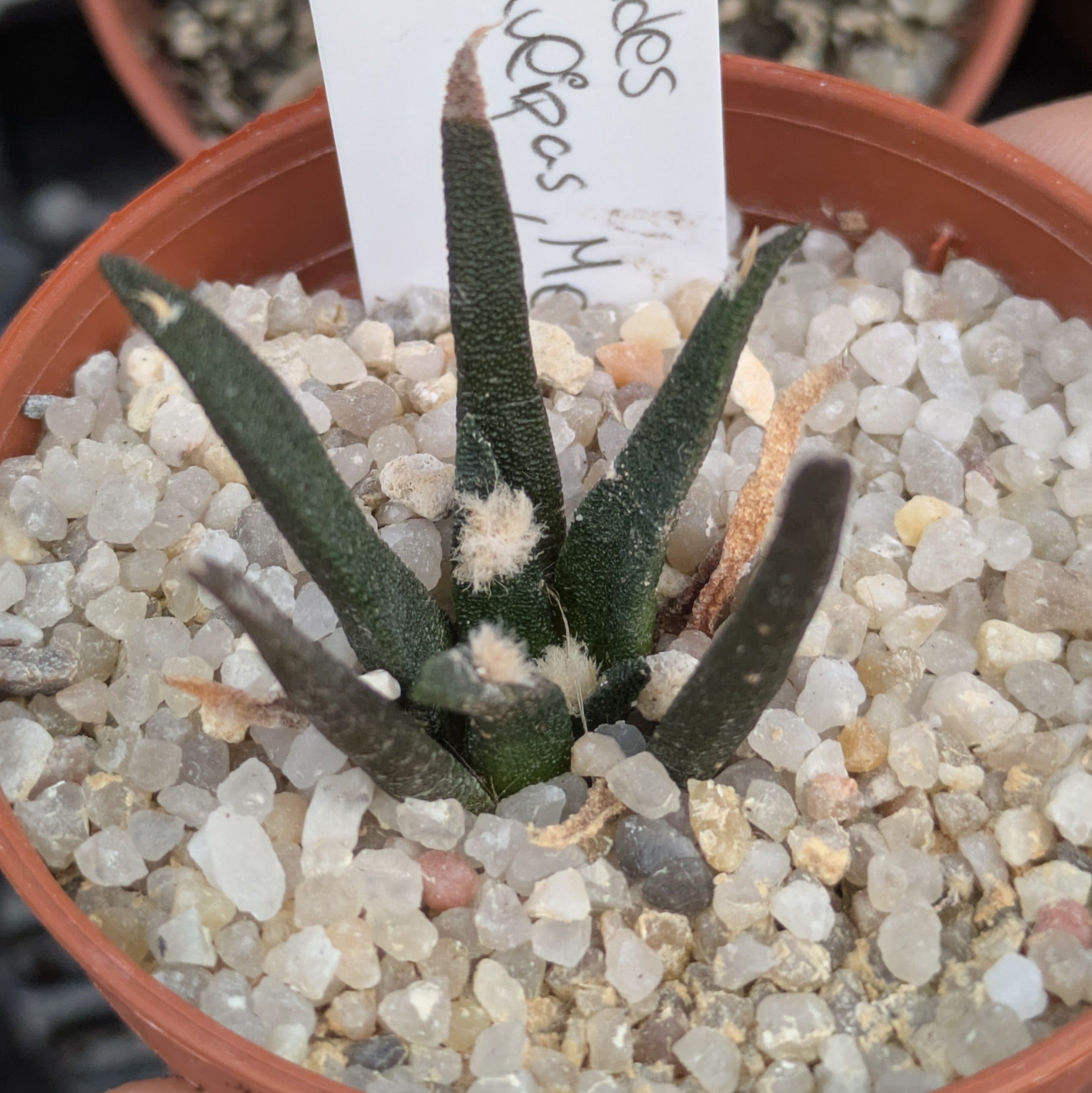 Ariocarpus agavoides RS602 Tula, Tamaulipas