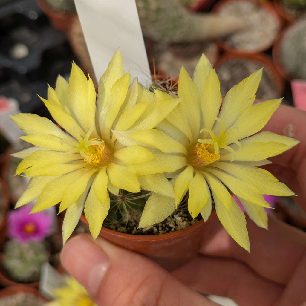 Mammillaria sphaerica