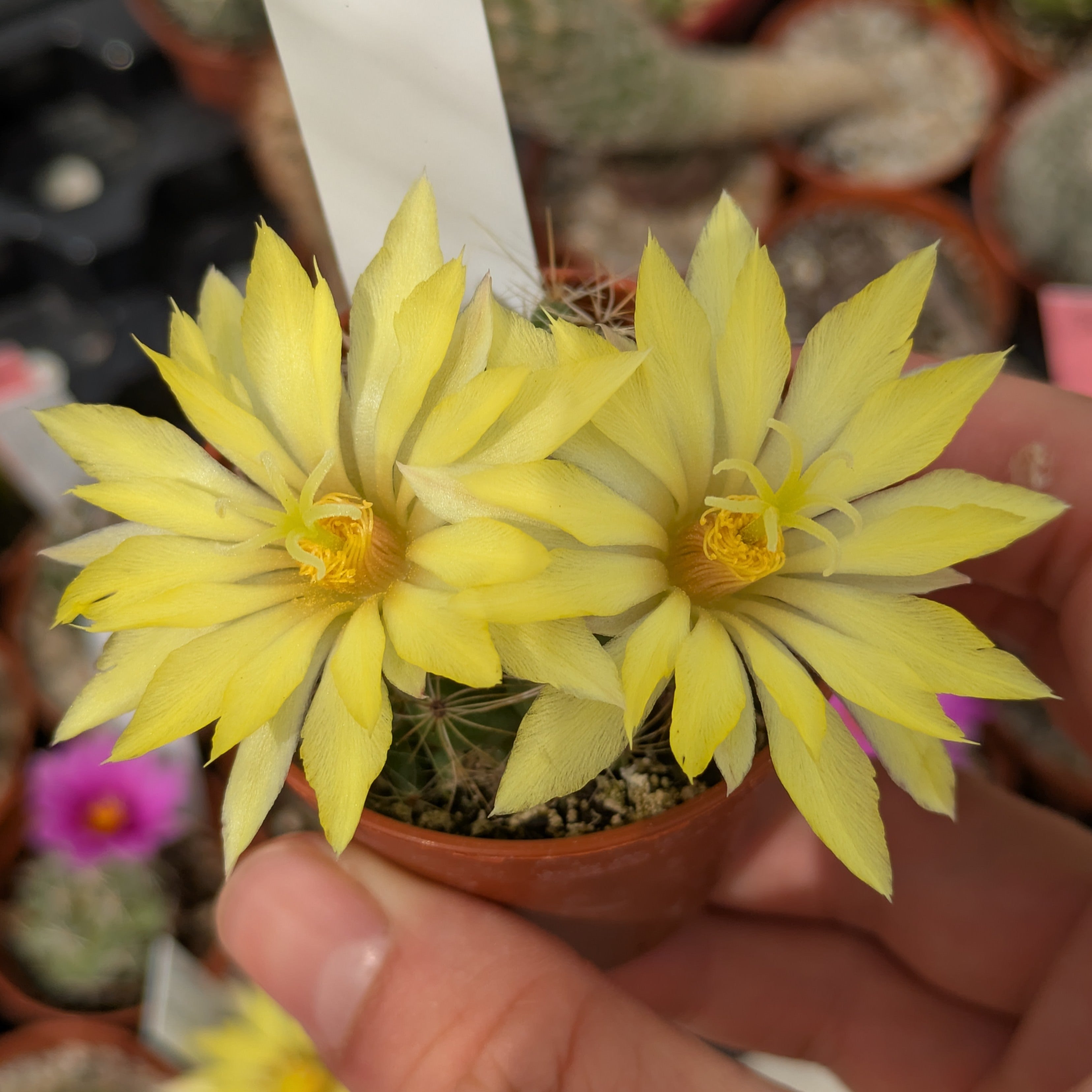 Mammillaria sphaerica