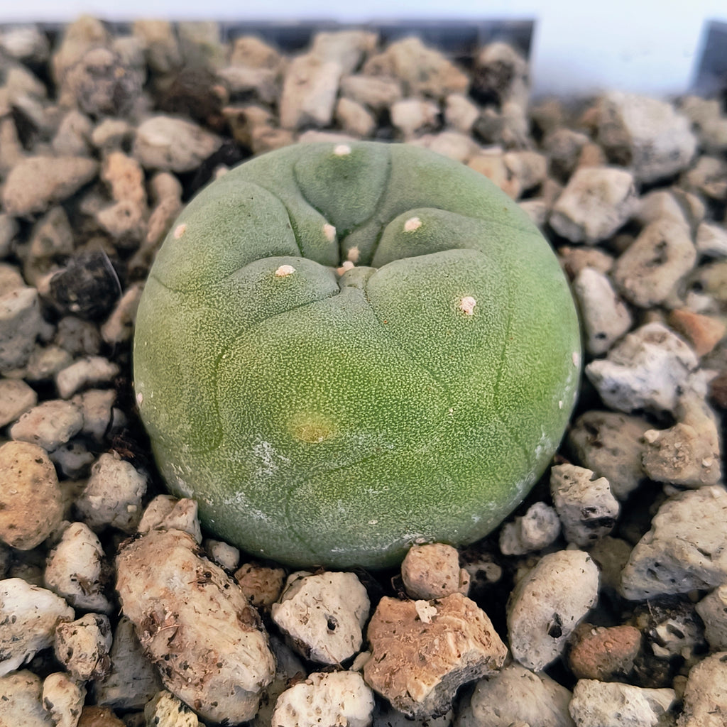 Lophophora diffusa cv. "Koike"