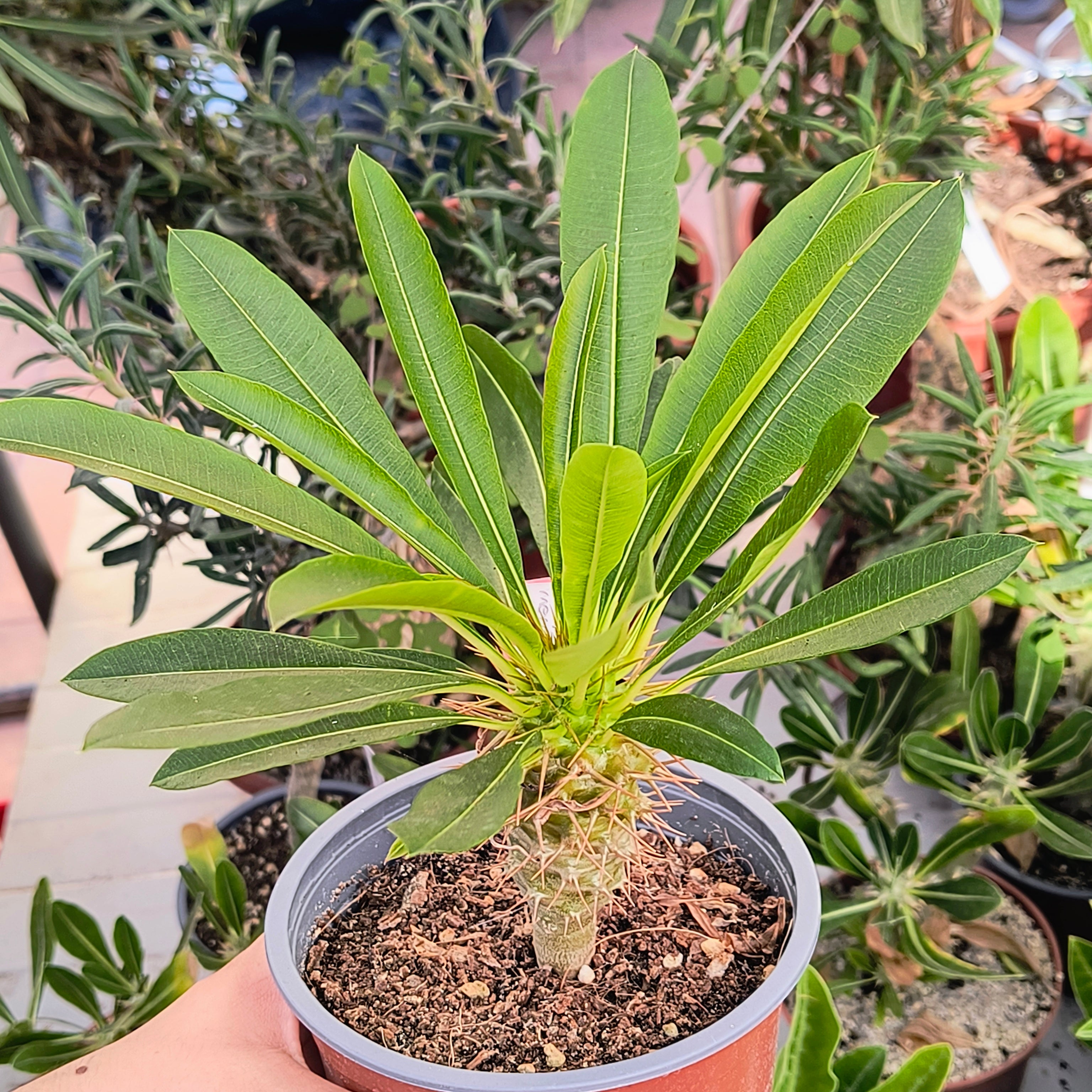 Pachypodium menabeum