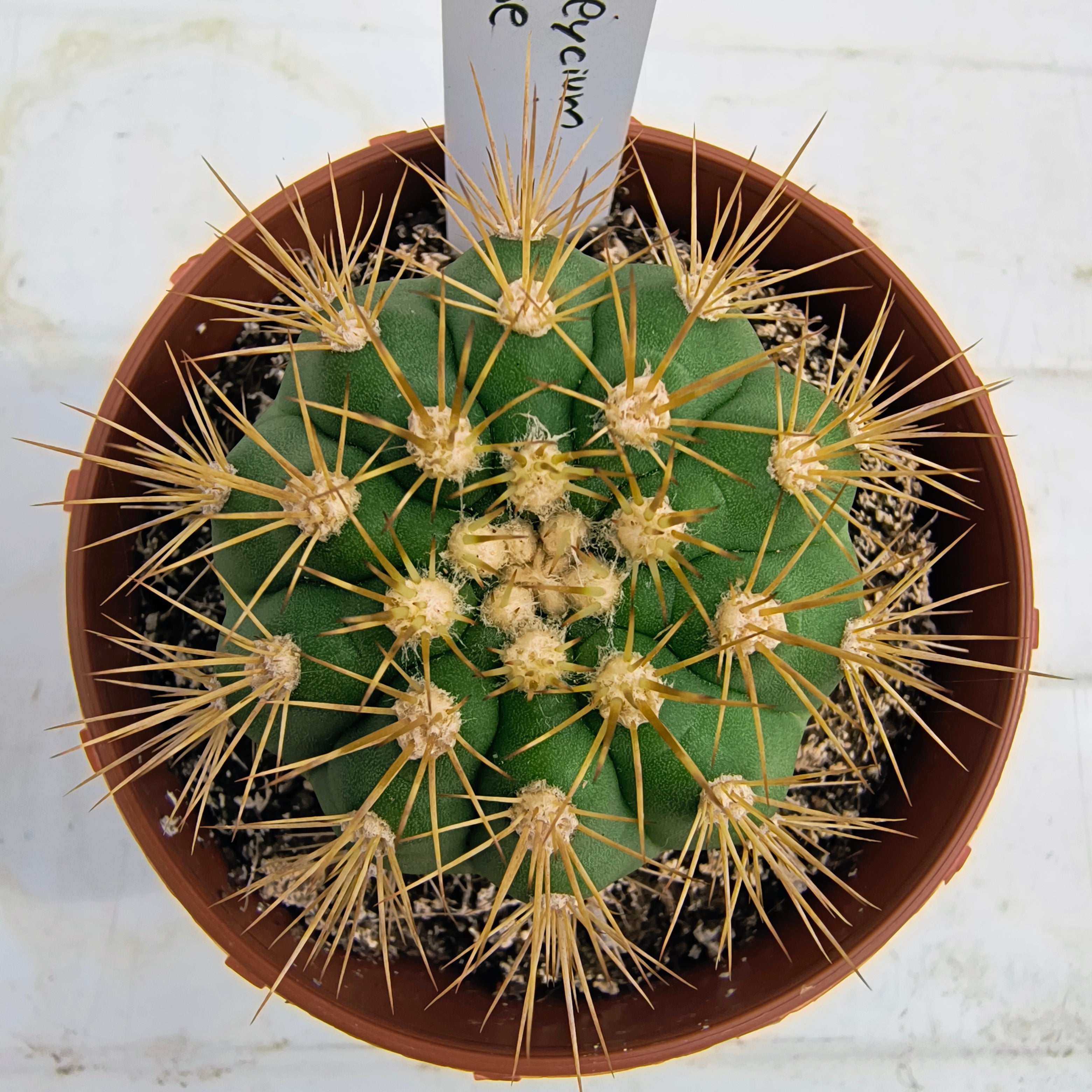 Gymnocalycium chacoense