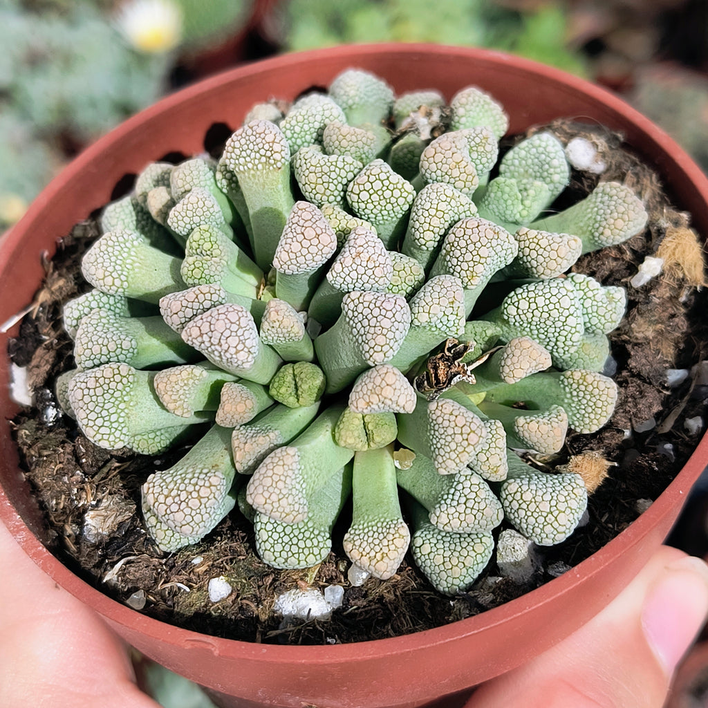 Titanopsis schwantesii