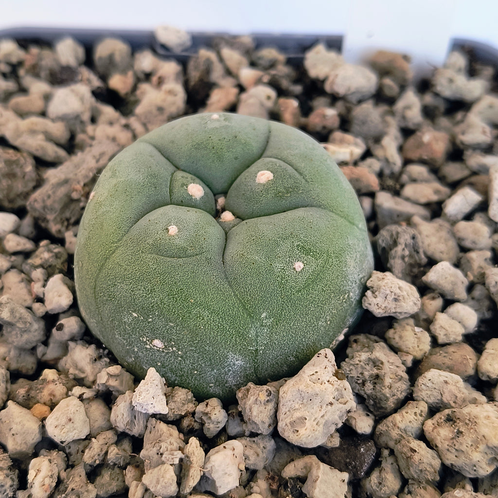 Lophophora diffusa cv. "Koike"