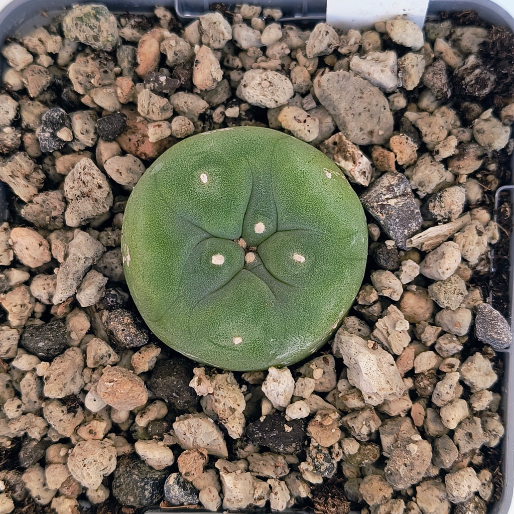 Lophophora diffusa cv. "Koike"