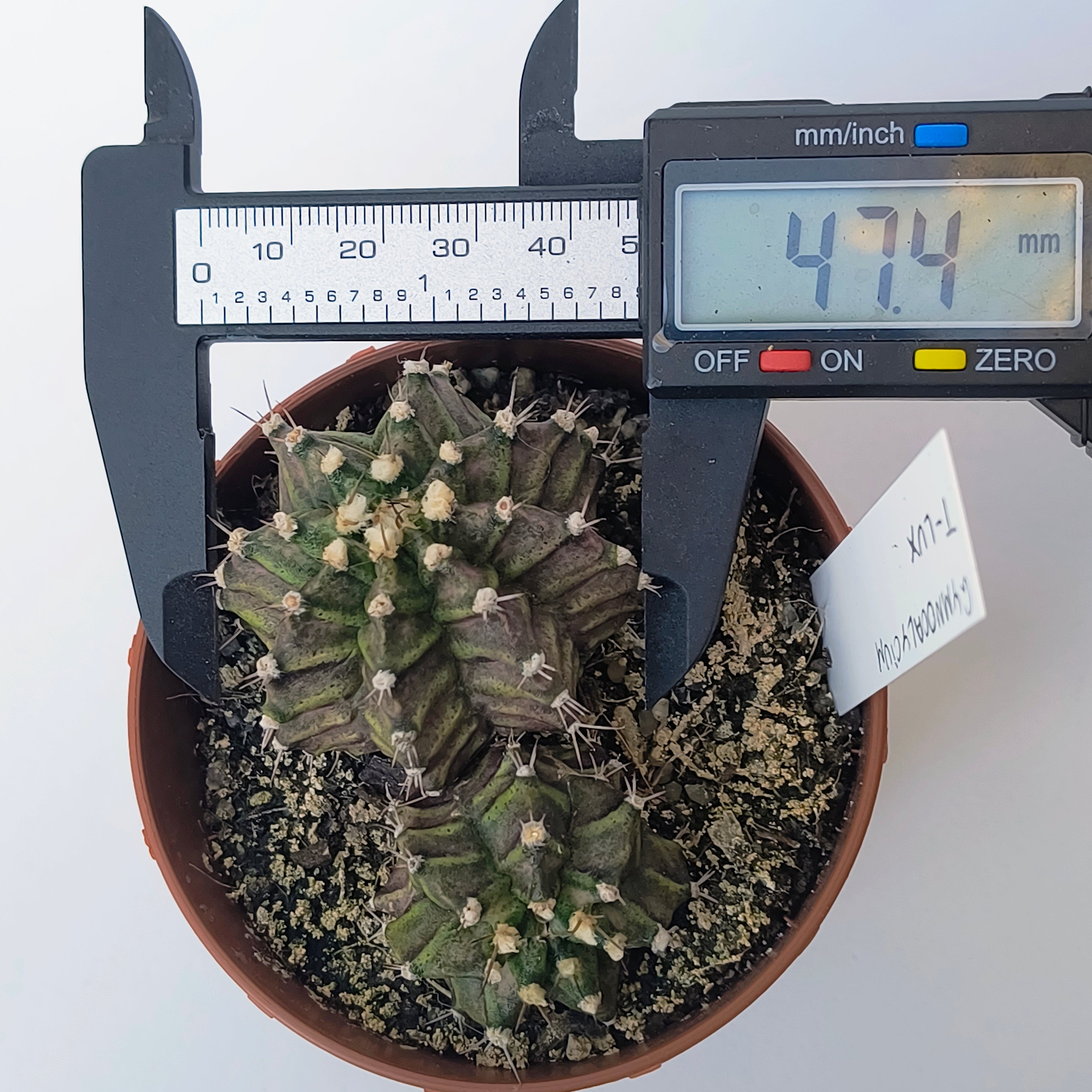Gymnocalycium T-Lux