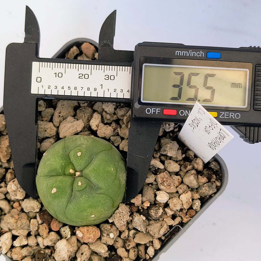 Lophophora diffusa cv. "Koike"