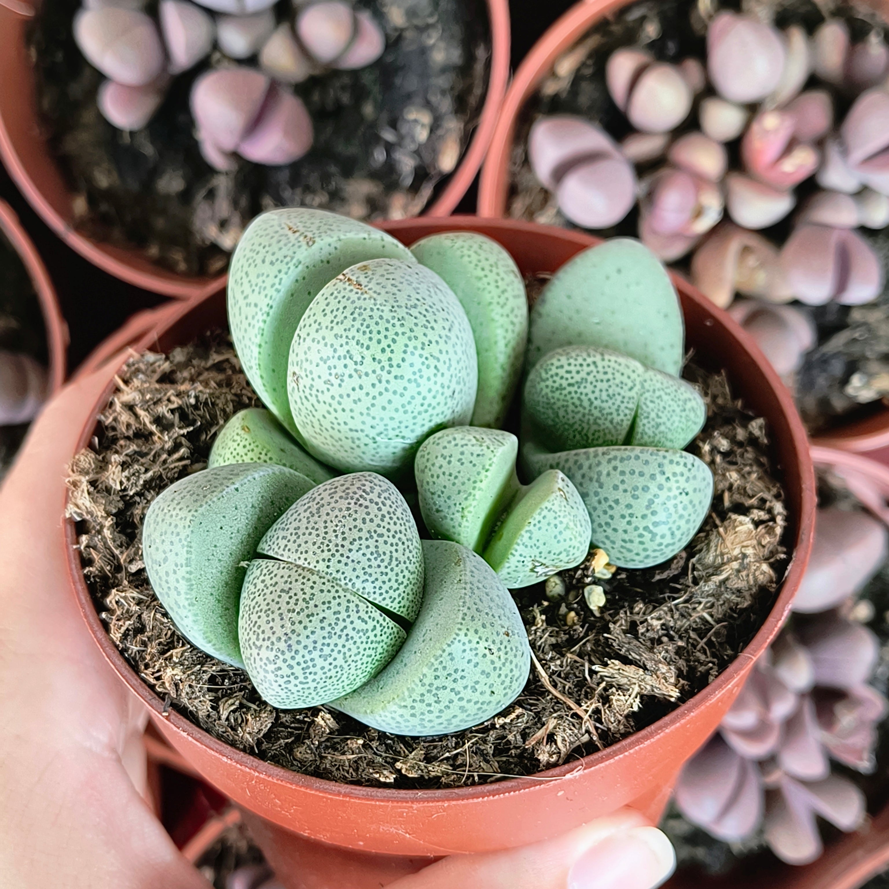 Pleiospilos nelii