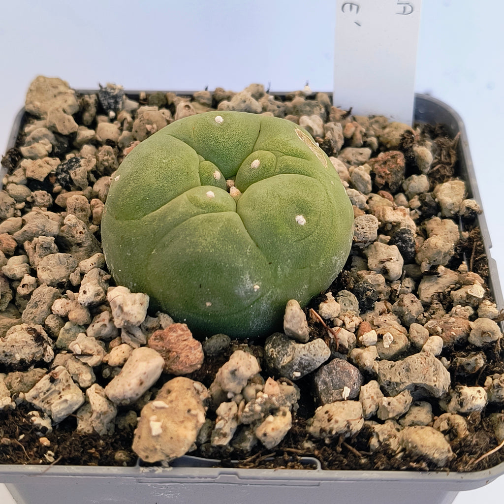Lophophora diffusa cv. "Koike"