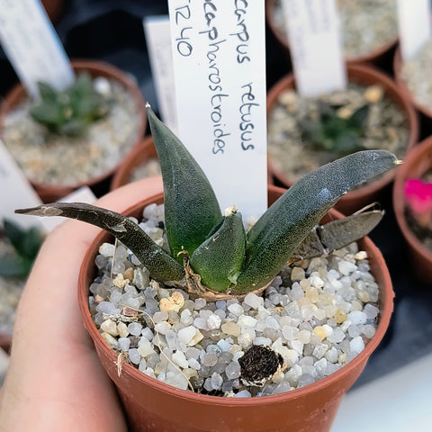 Ariocarpus