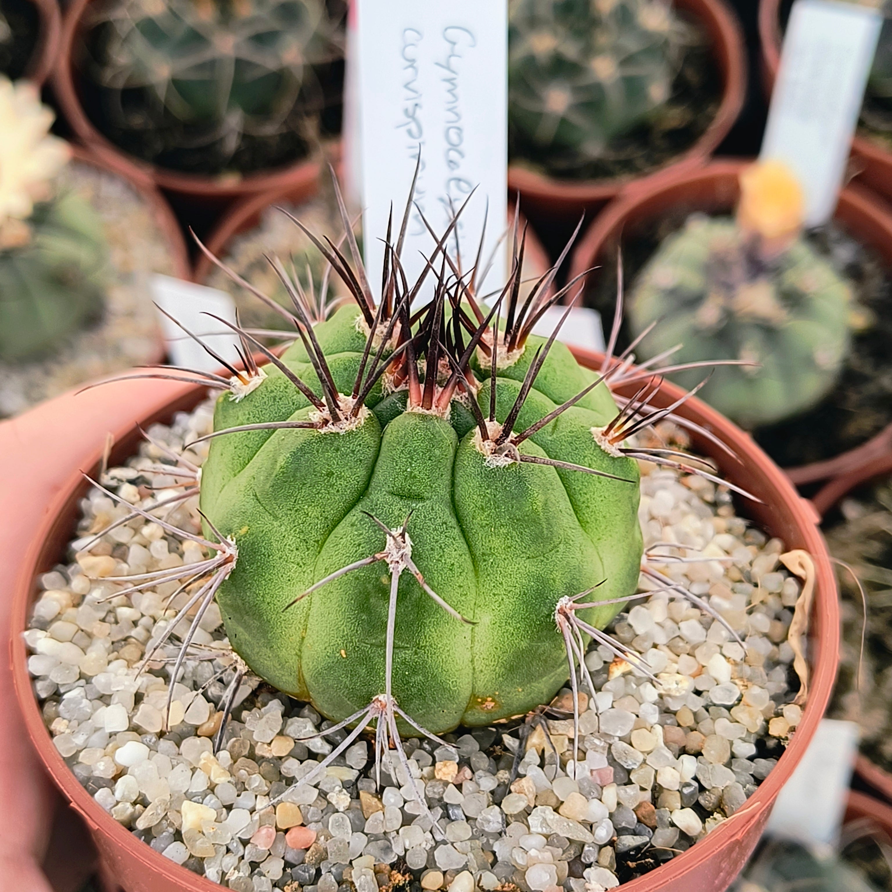Gymnocalycium curvispinum