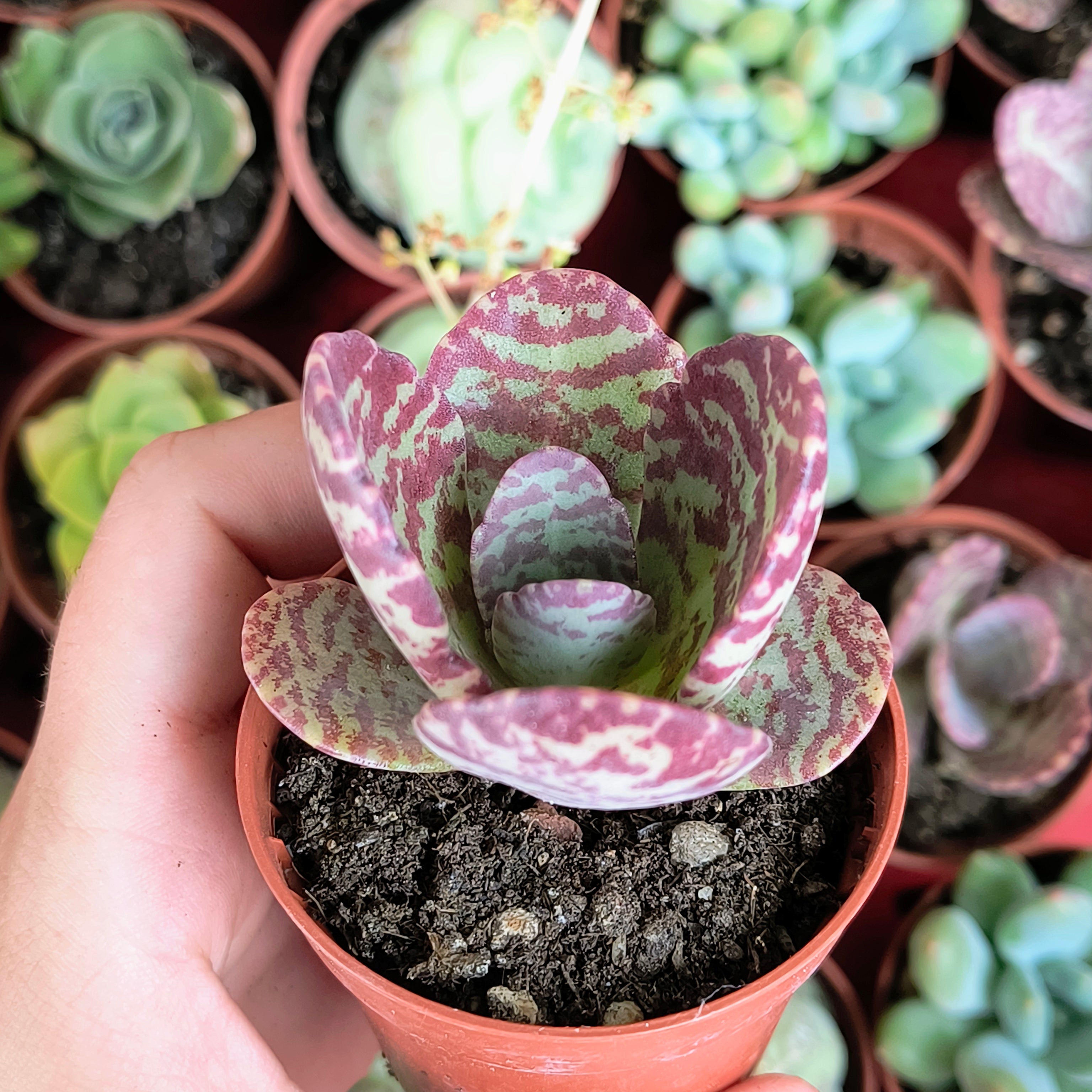 Kalanchoe humilis